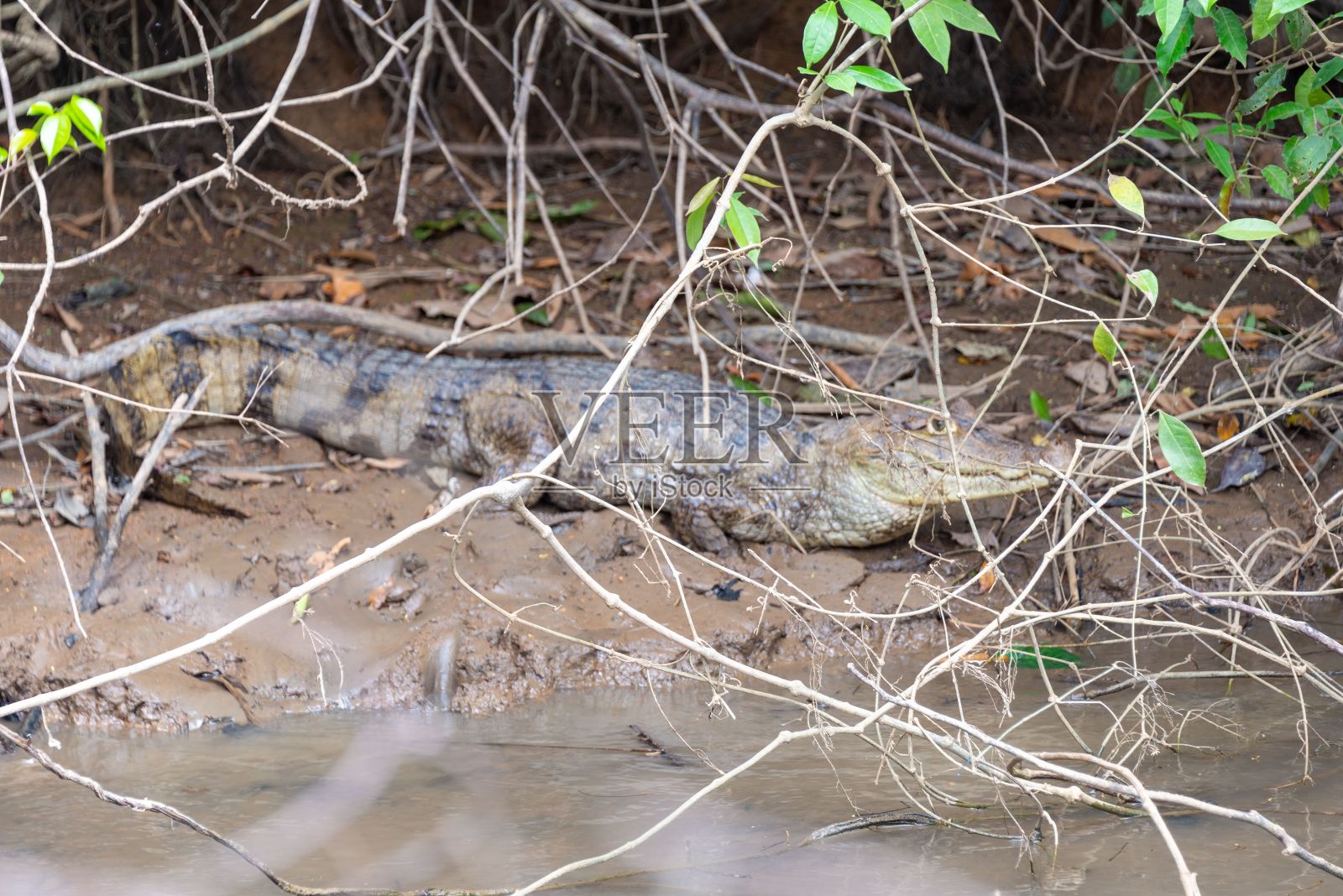 白色凯门鳄躺在树枝下泥泞的河岸上照片摄影图片