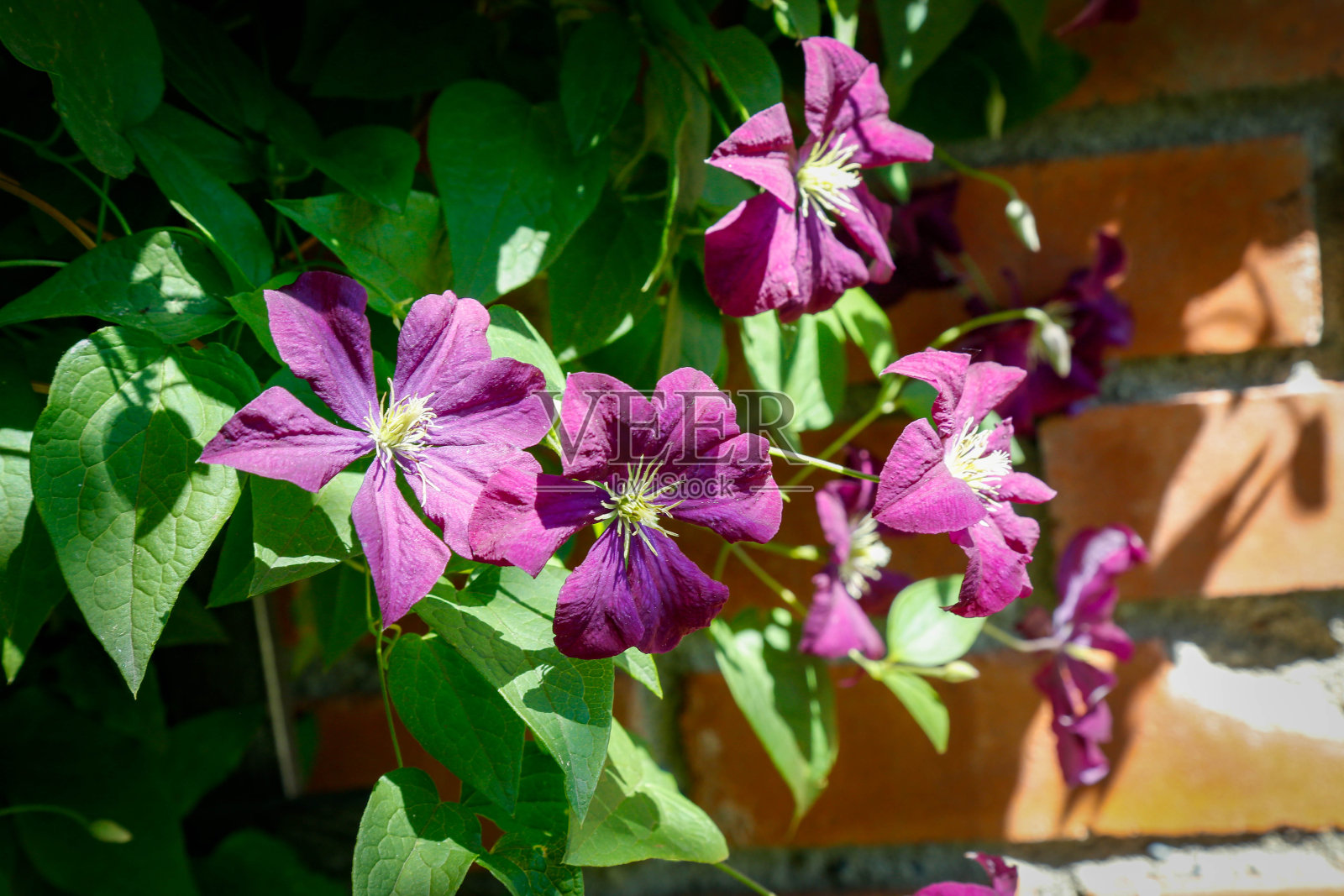 夏花照片摄影图片