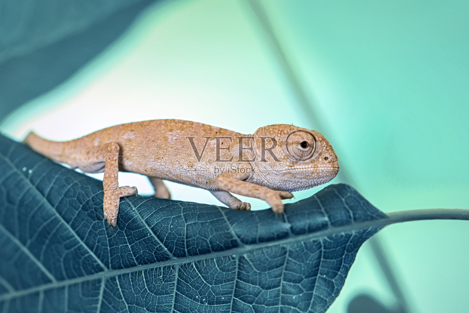 微距镜头,美丽的特写,在夏天的花园里,嫩绿的变色龙就在你的指尖照片摄影图片