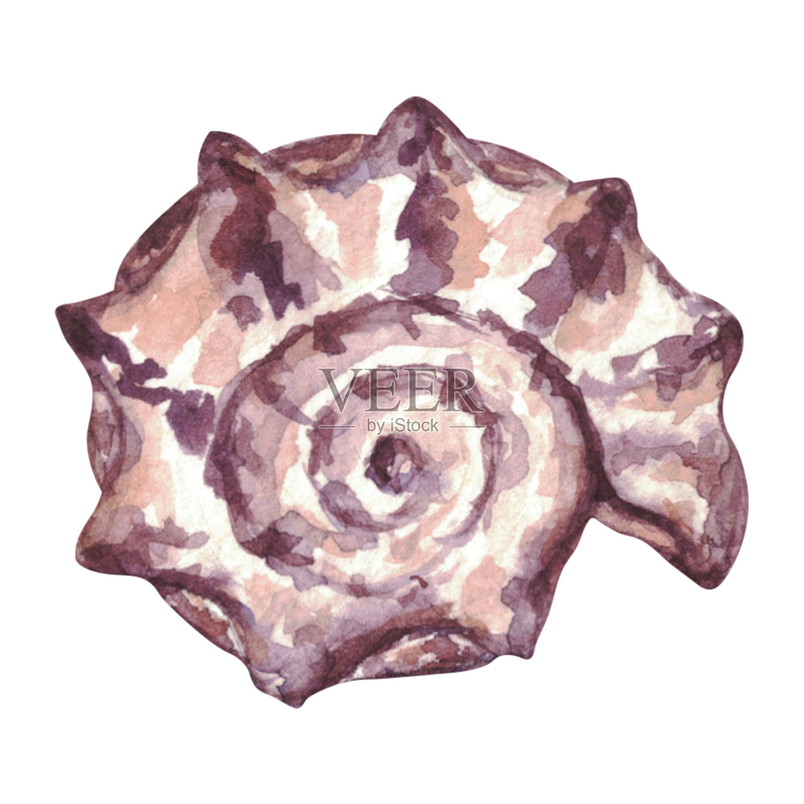 水彩画集孤立的物体海贝壳。插画图片素材