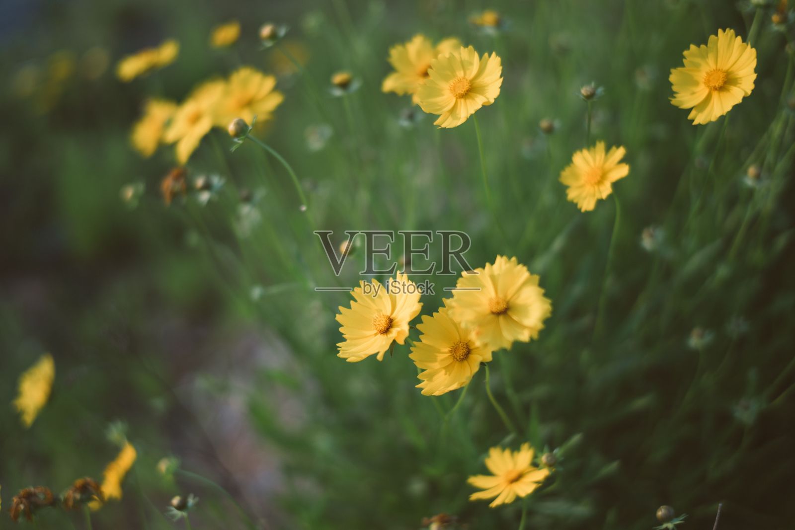 中国九江黄色菊花的特写镜头照片摄影图片