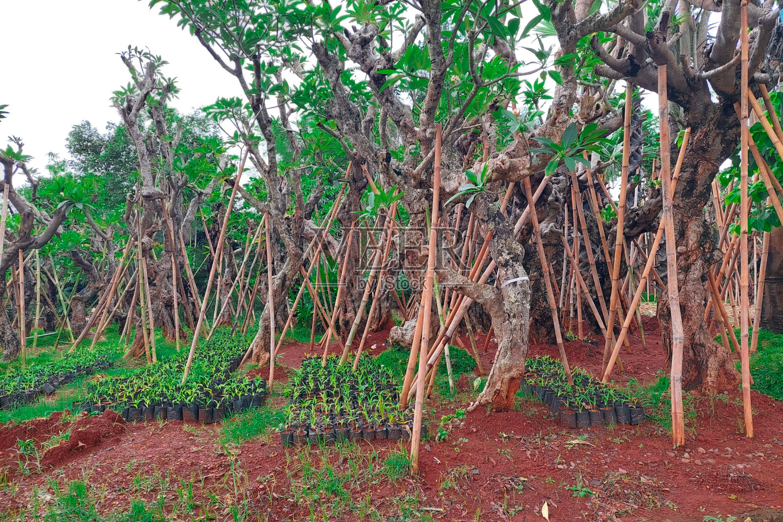 树和叶子。有绿色叶子的植物。森林自然与生态照片摄影图片