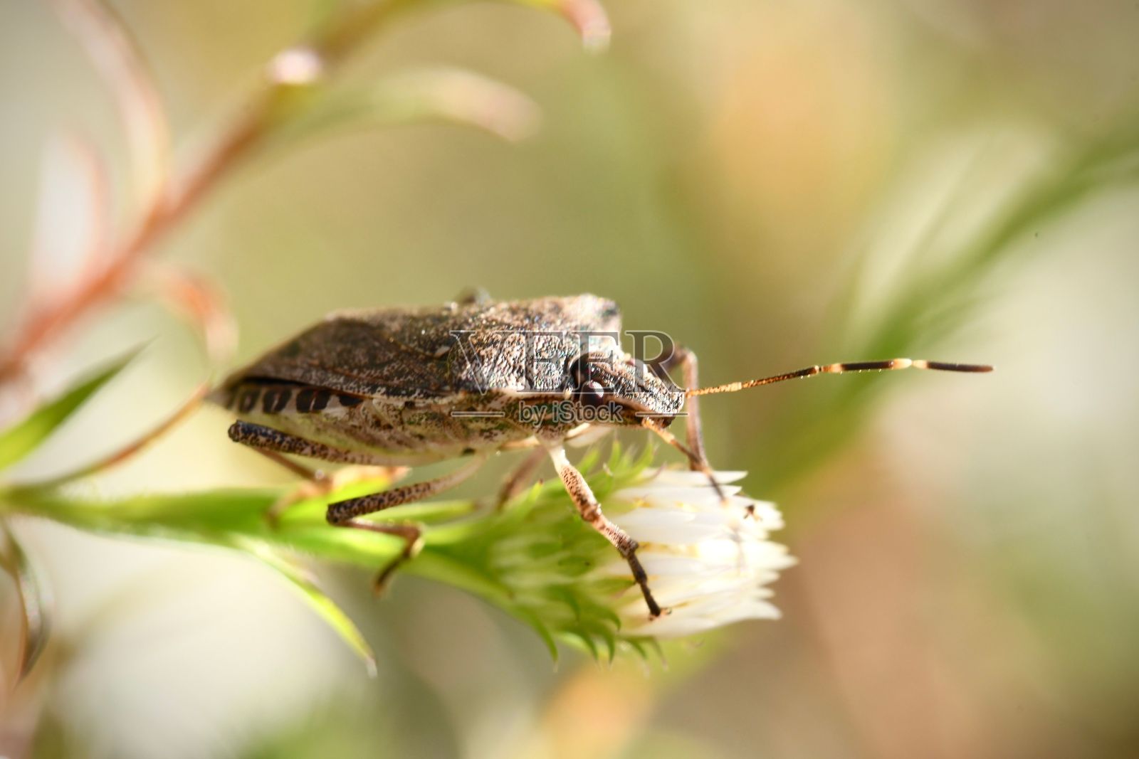 一只昆虫在一朵白花上的选择性聚焦镜头照片摄影图片