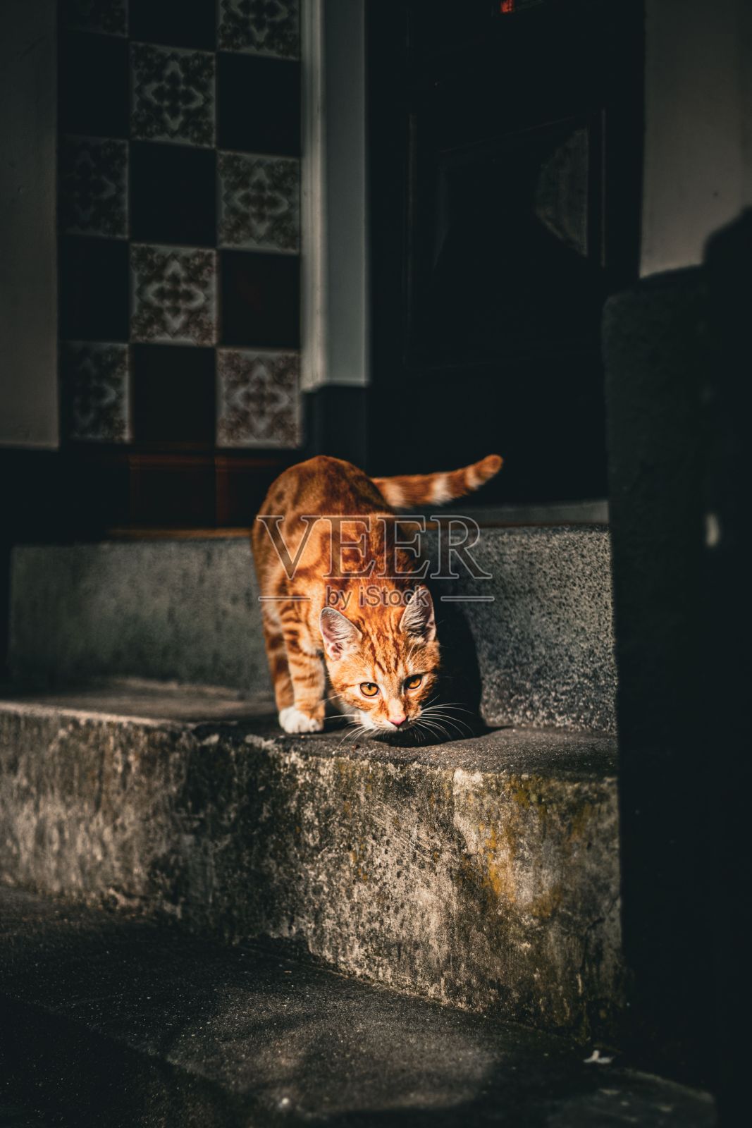 楼梯上一只猫的美丽垂直镜头照片摄影图片