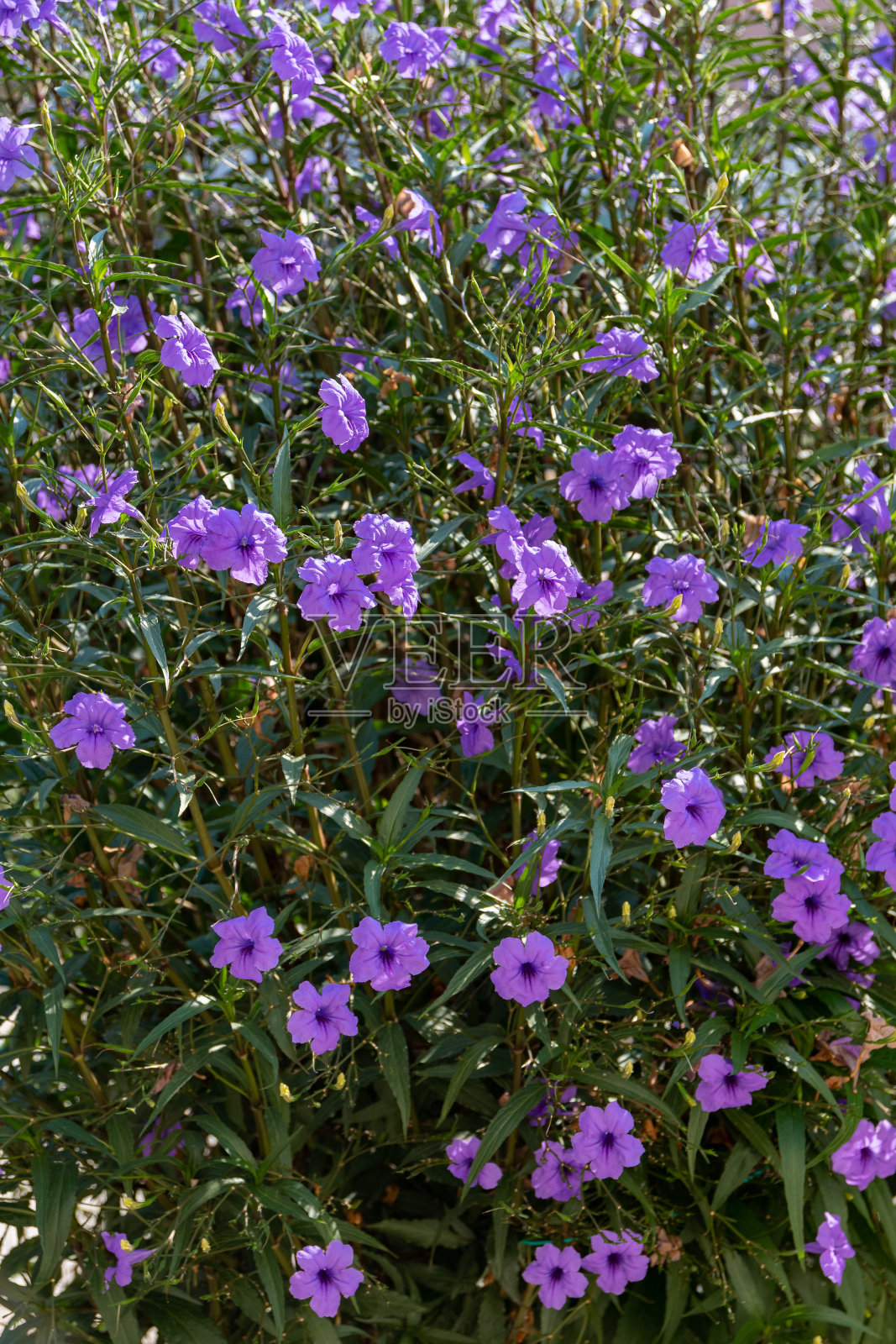 盛开的矮牵牛花(墨西哥矮牵牛花)照片摄影图片