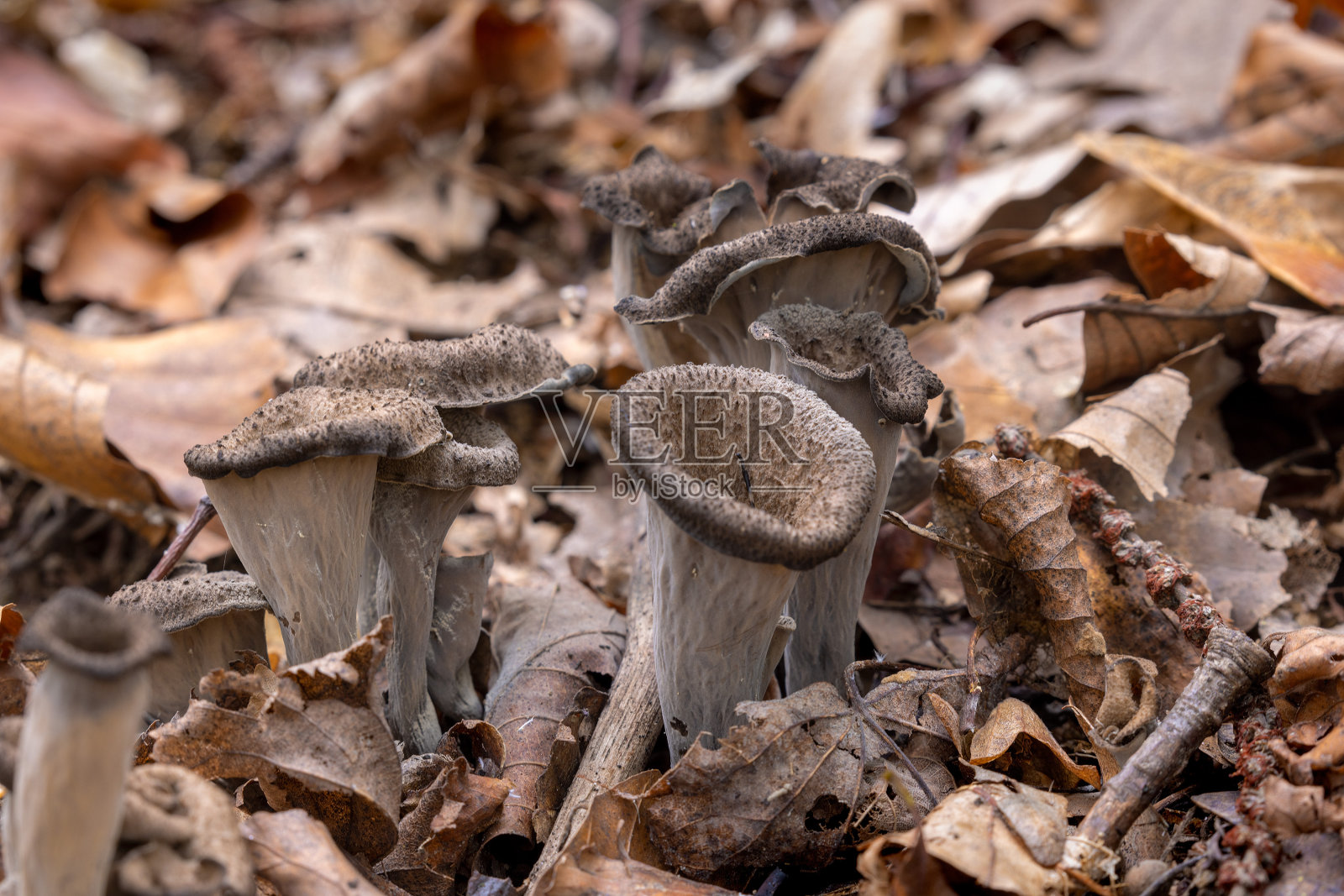羊角巨耳藻,被称为丰饶之角照片摄影图片