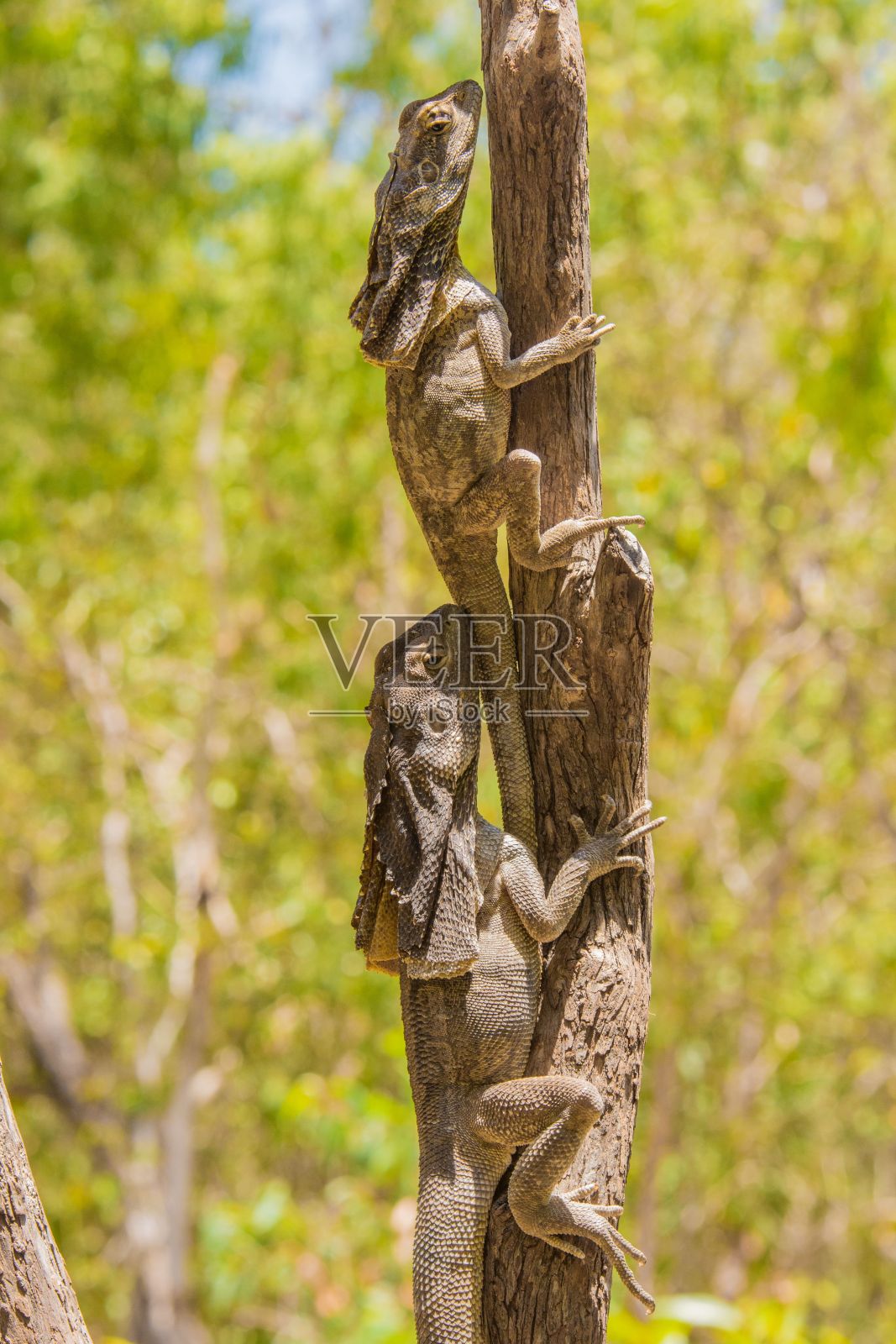 垂直拍摄的褶颈蜥蜴爬上树枝照片摄影图片