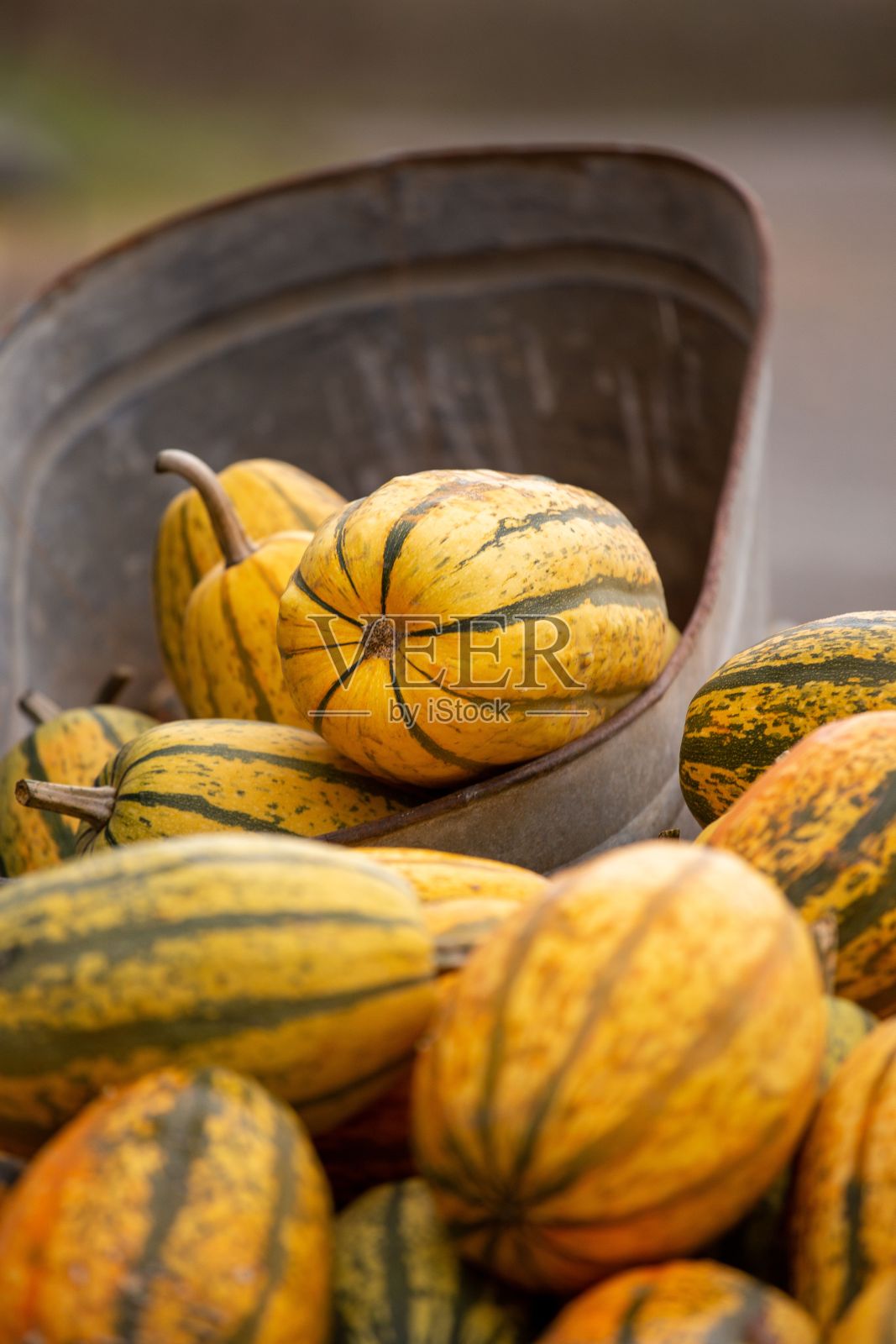 农场里黄色南瓜的垂直镜头照片摄影图片