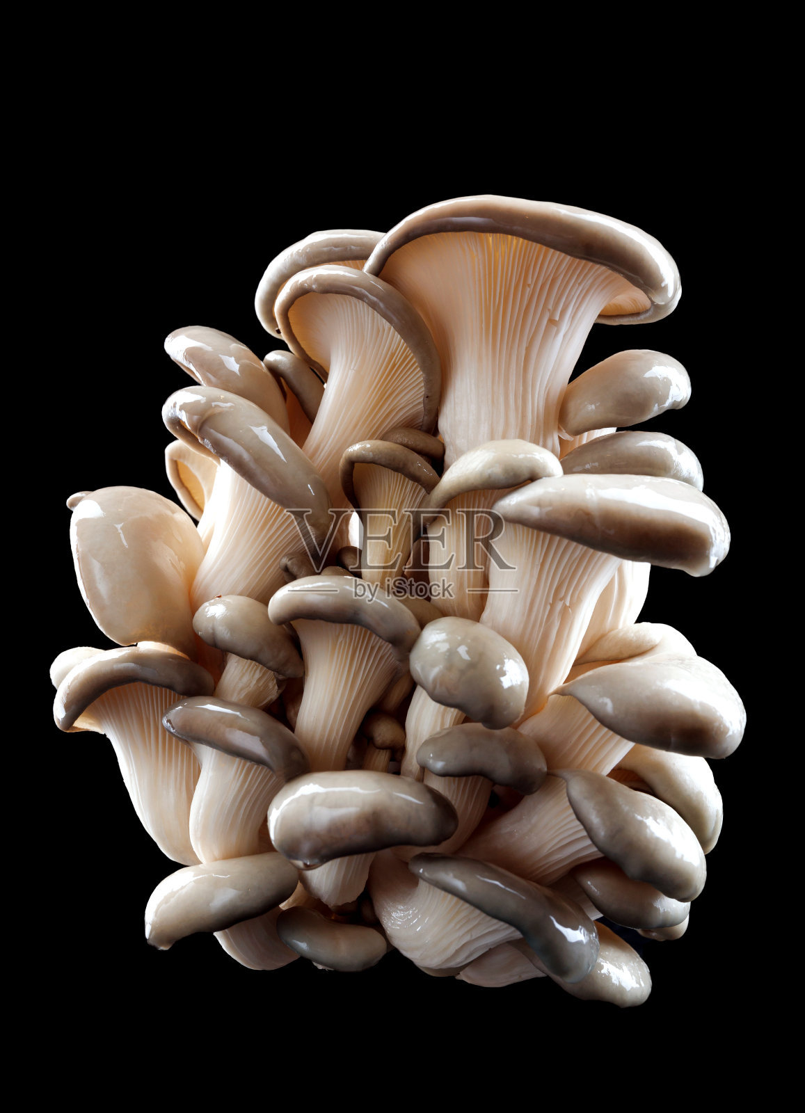 黑底上的平菇。美丽的蘑菇。照片摄影图片