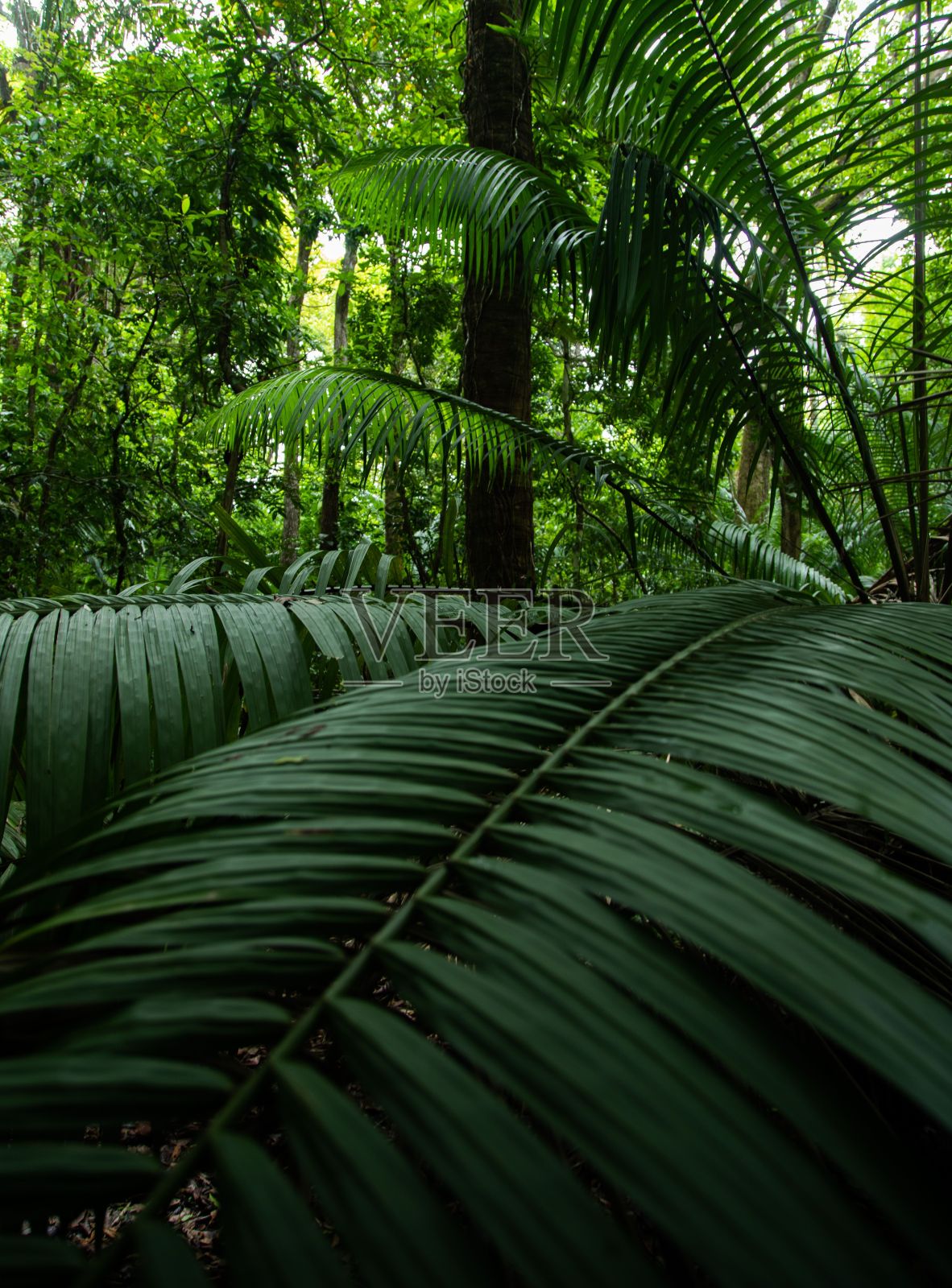 垂直拍摄的美丽棕榈树树枝照片摄影图片