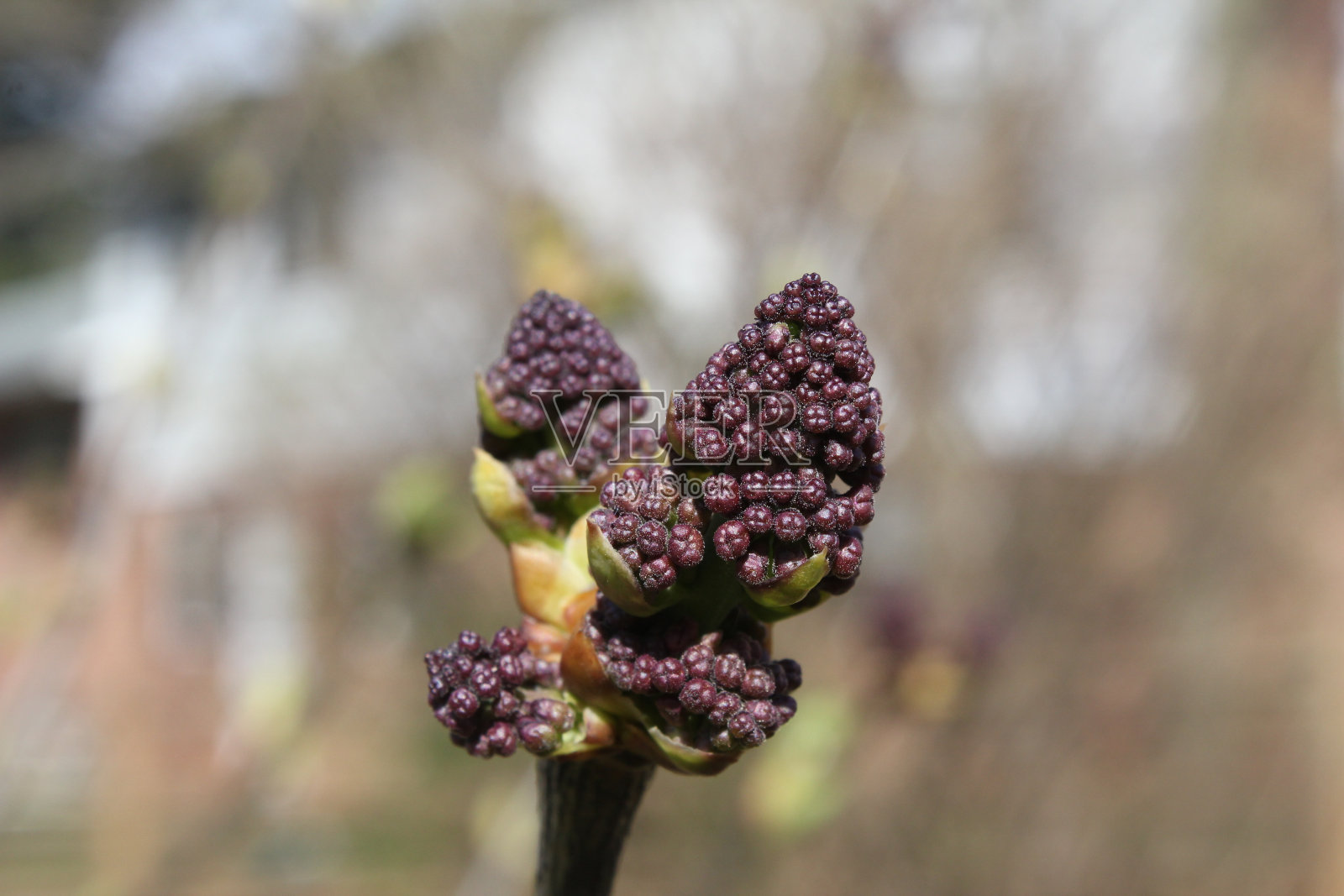盛开的紫色白蜡花的选择性聚焦镜头照片摄影图片