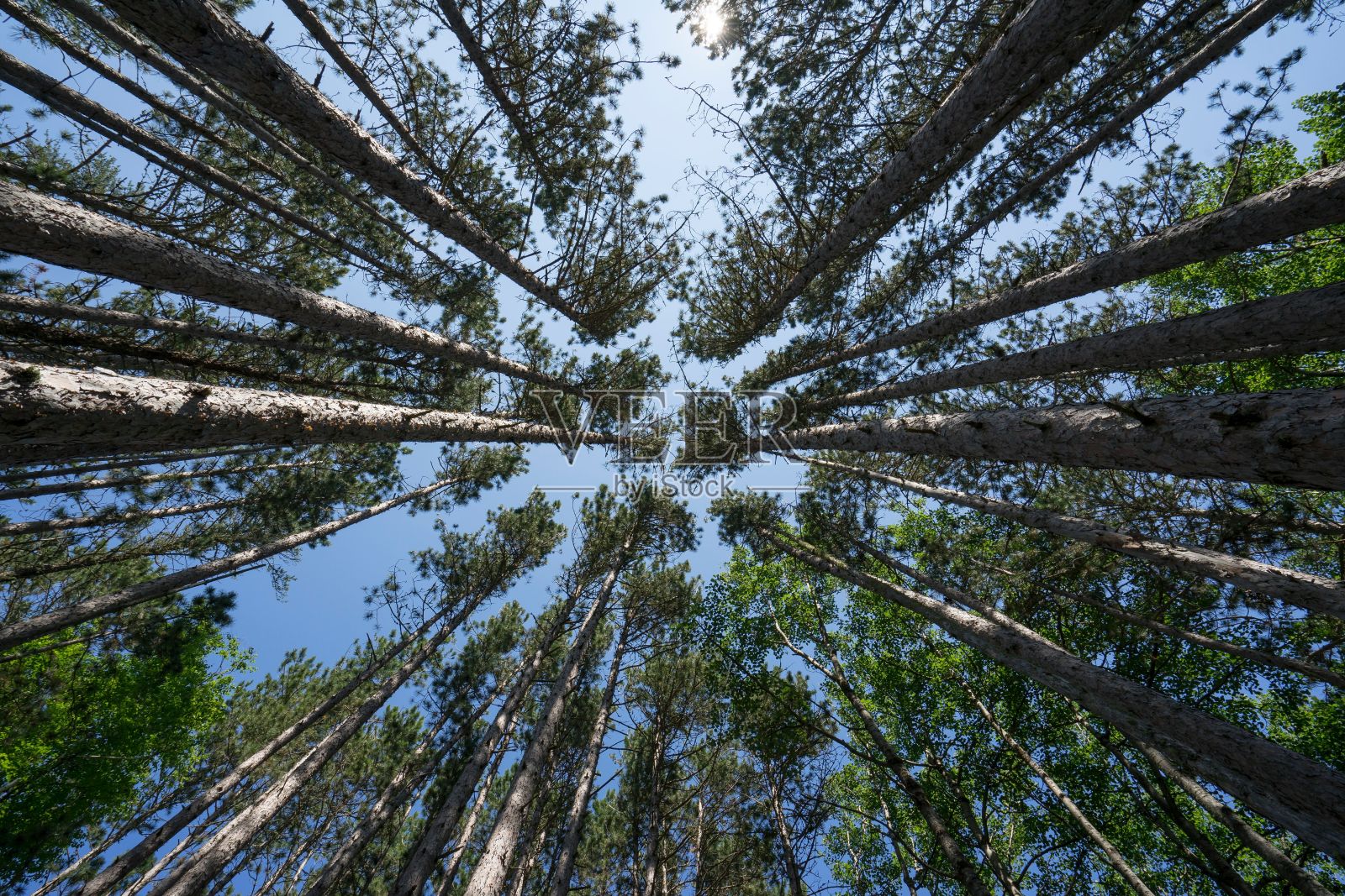低角度拍摄的森林与松树对着蓝天照片摄影图片