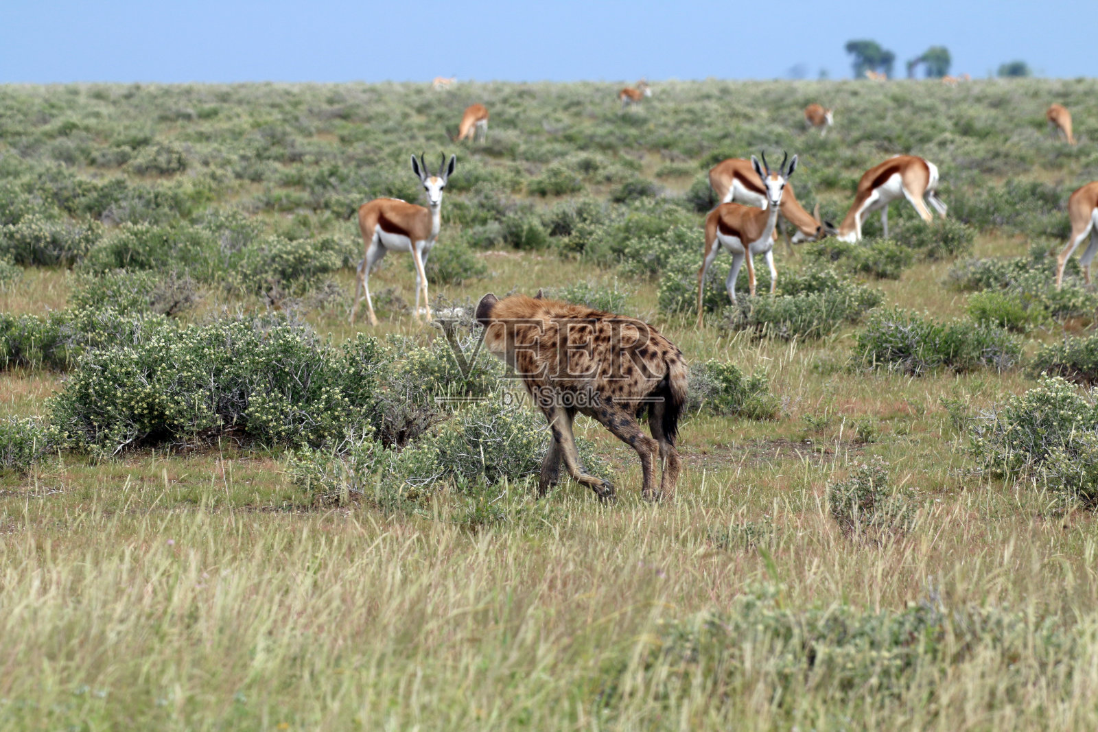 在热带草原上,跳羚们聚精会神地看着斑点鬣狗的美丽镜头照片摄影图片