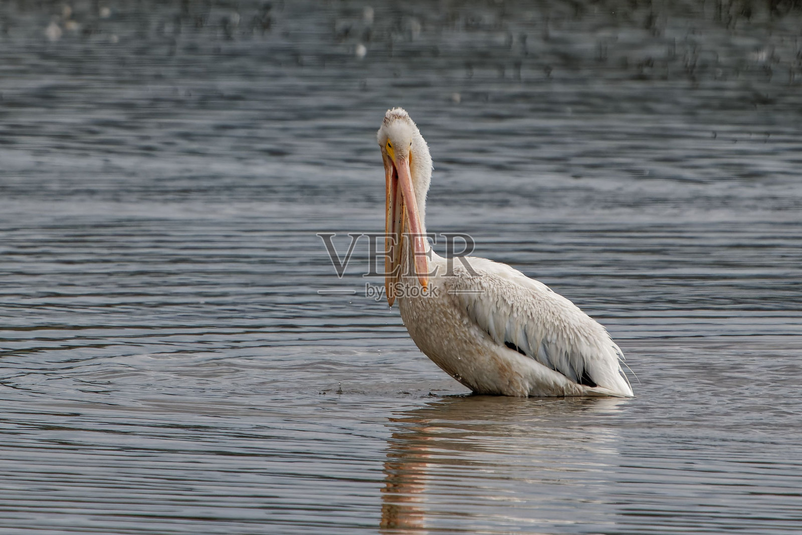 白天里湖里的白鹈鹕照片摄影图片