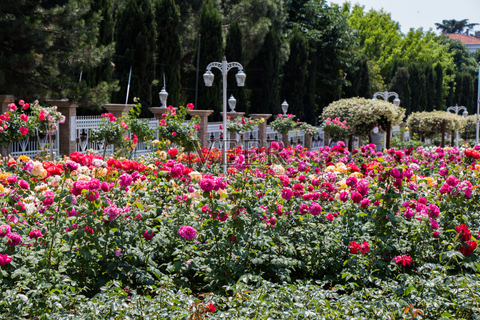 花园中彩色玫瑰的横向照片照片摄影图片