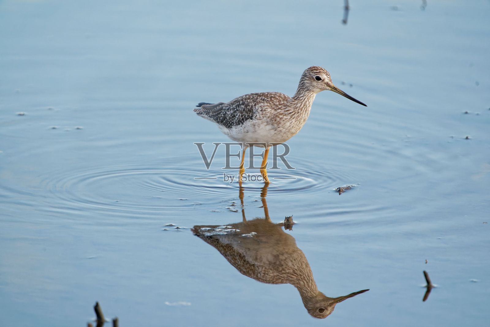 池塘里的大黄腿鸟。照片摄影图片