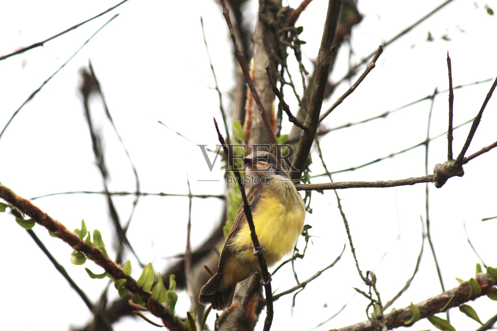 - 绥里 - 忧郁鹦鹉照片摄影图片