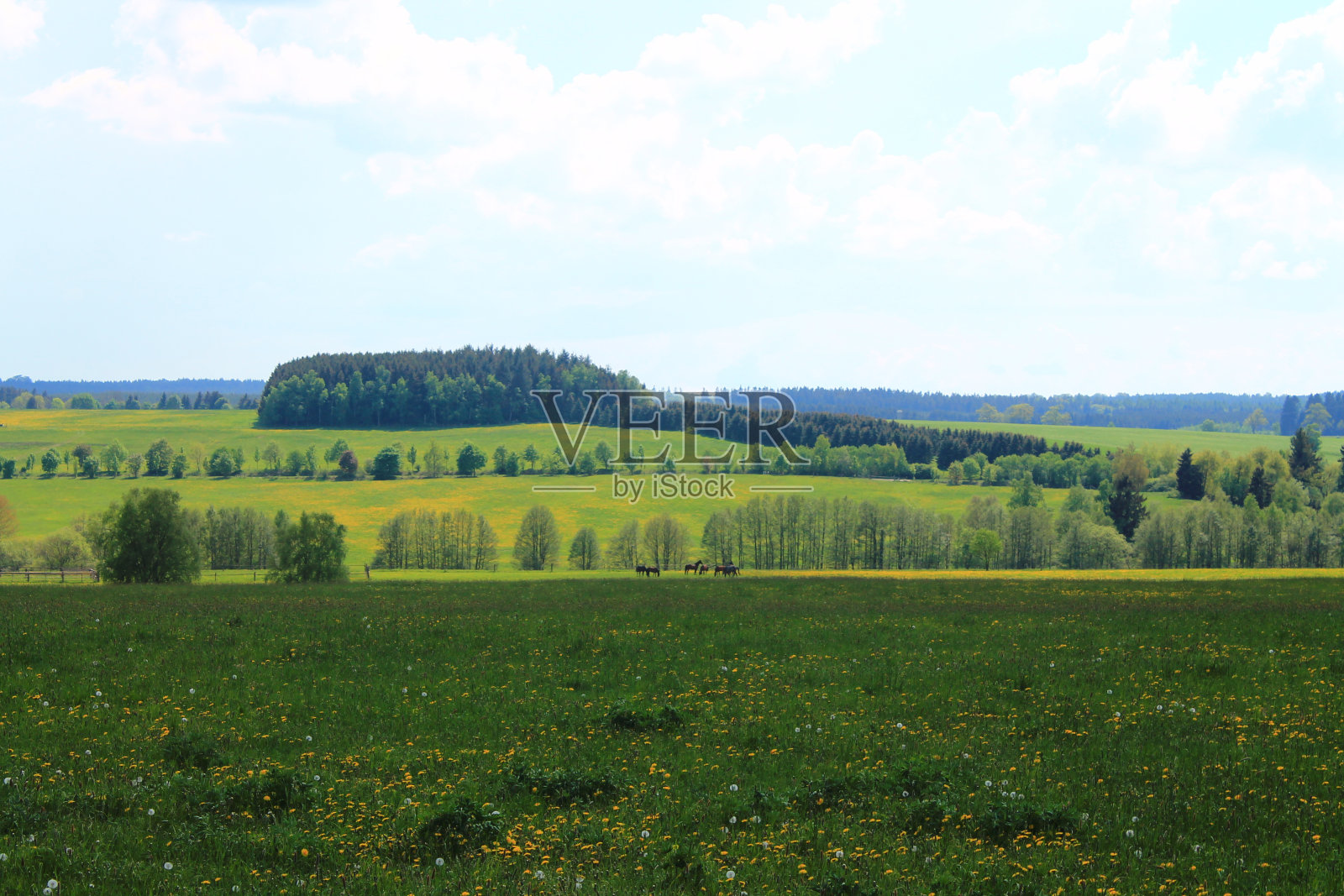哈尔兹山脉的绿色牧场和马匹照片摄影图片