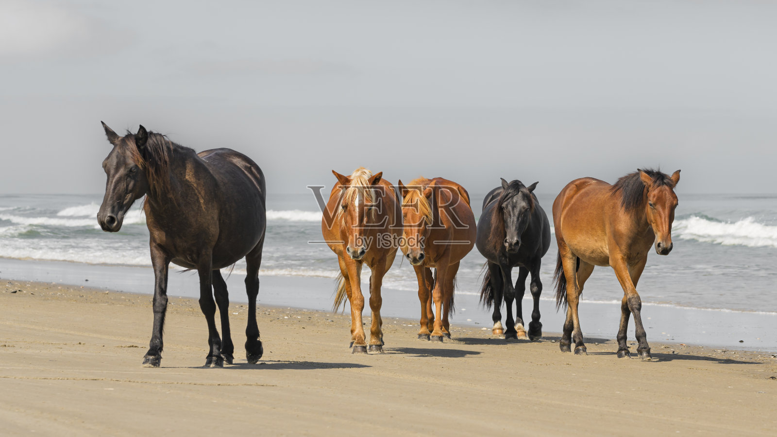 海滩上马的美丽照片照片摄影图片