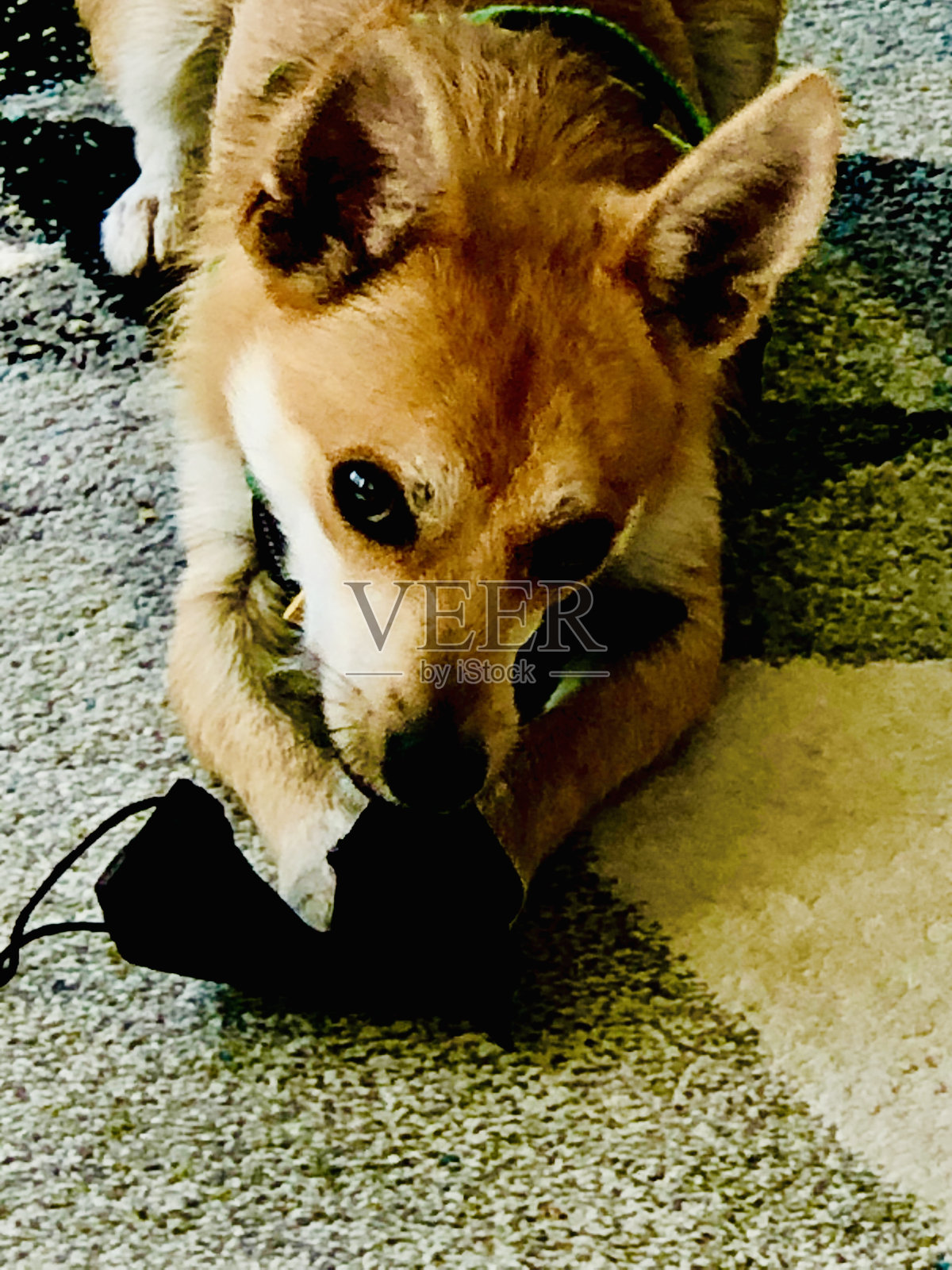 狗嚼PPE口罩照片摄影图片