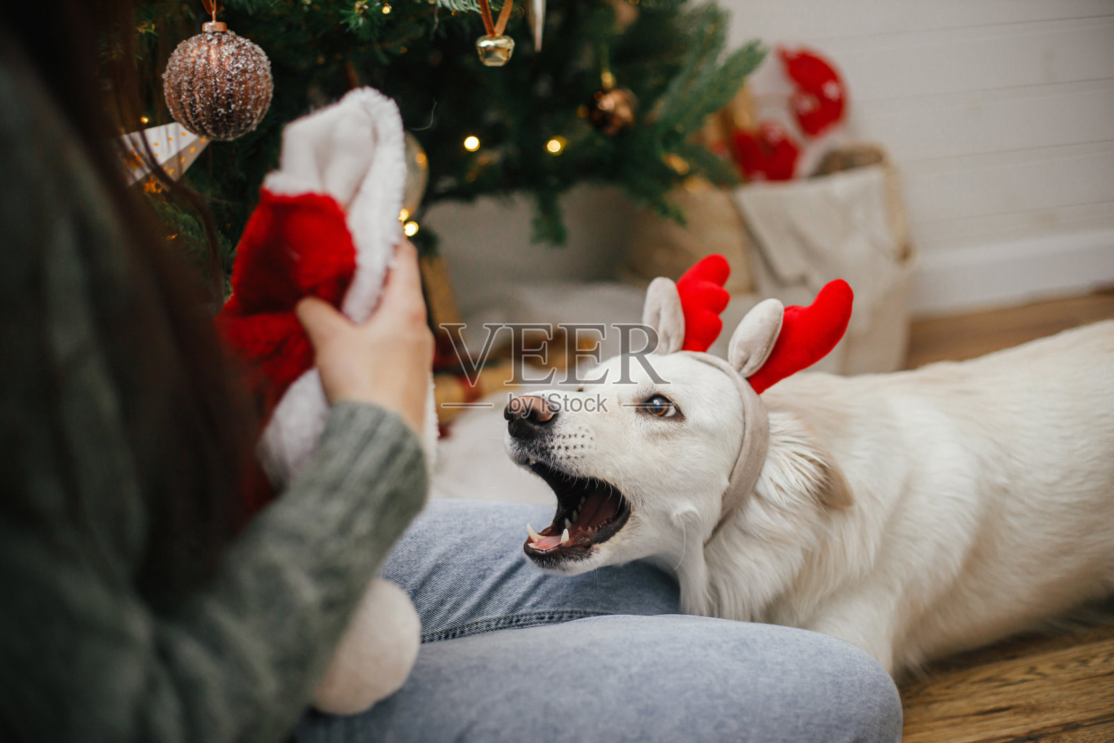 快乐的女人玩可爱的狗与圣诞帽在时尚的圣诞树附近。宠物和寒假。圣诞快乐!可爱有趣的丹麦斯皮兹狗在驯鹿鹿角在节日房间玩耍照片摄影图片