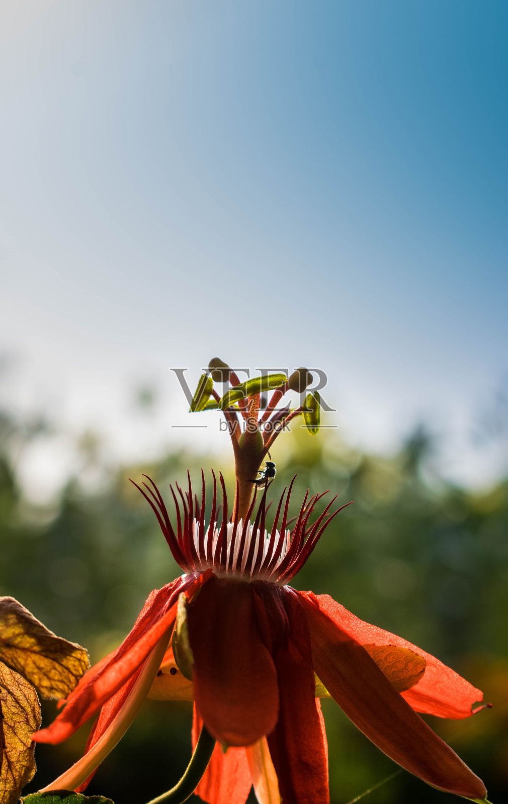 垂直特写的红色西番莲与雌蕊在模糊的背景照片摄影图片