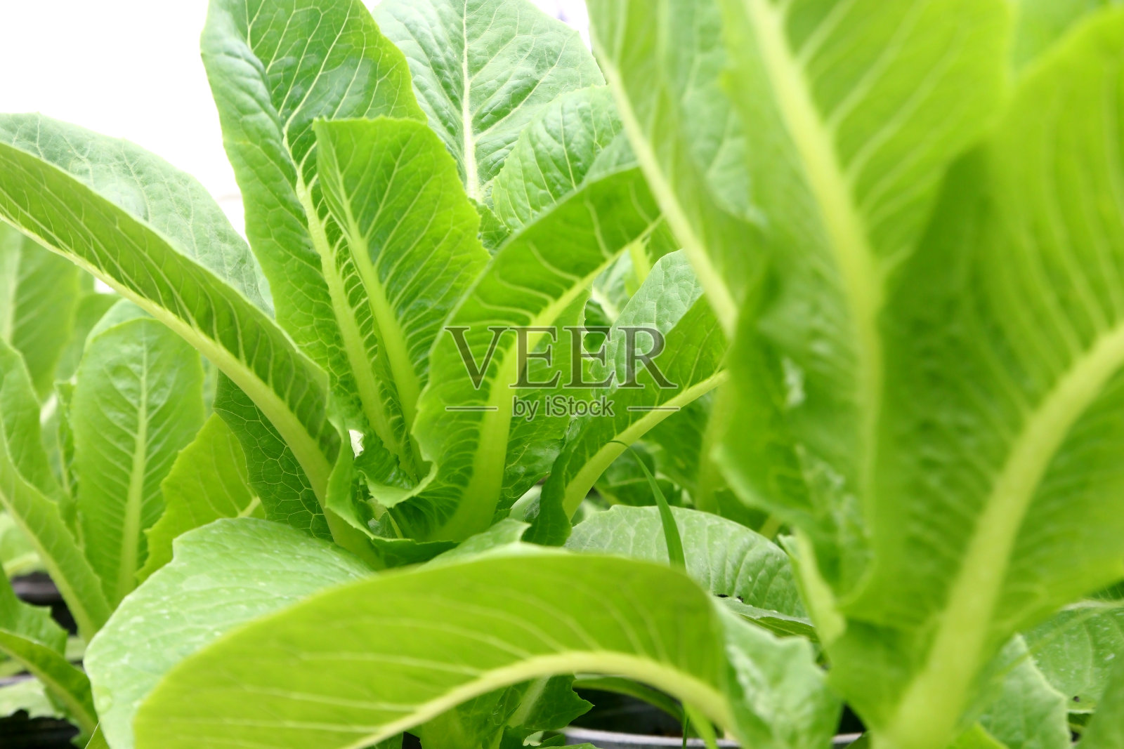 有机农场的绿色蔬菜照片摄影图片