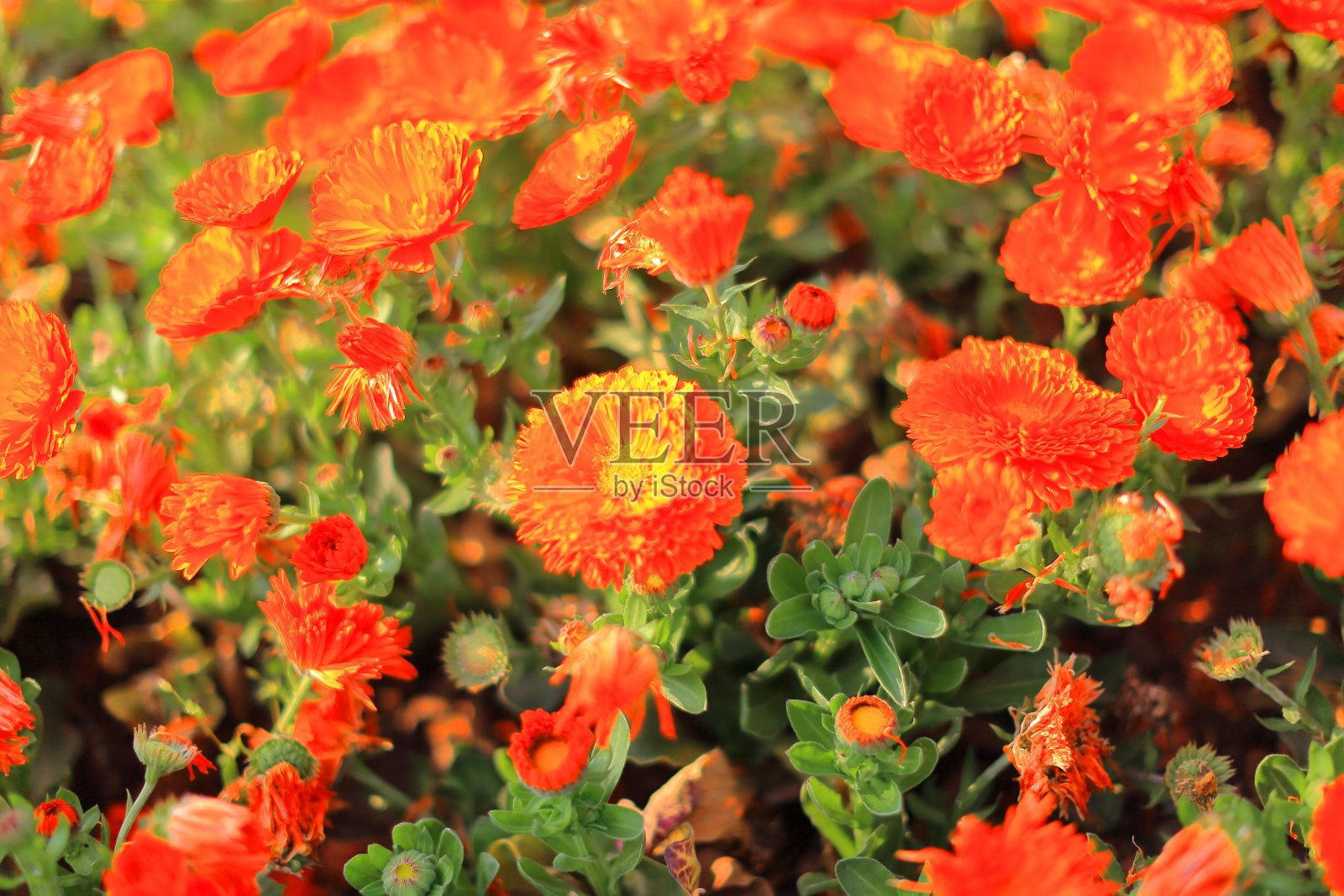 图为济州岛路边经常看到的花田照片摄影图片