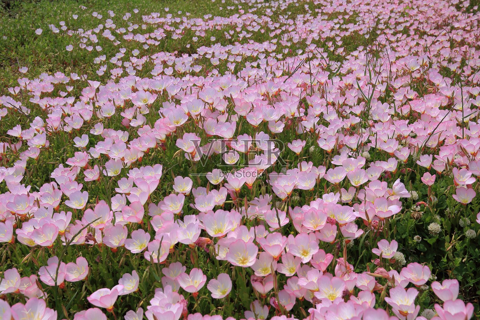 图为济州岛路边经常看到的花田照片摄影图片