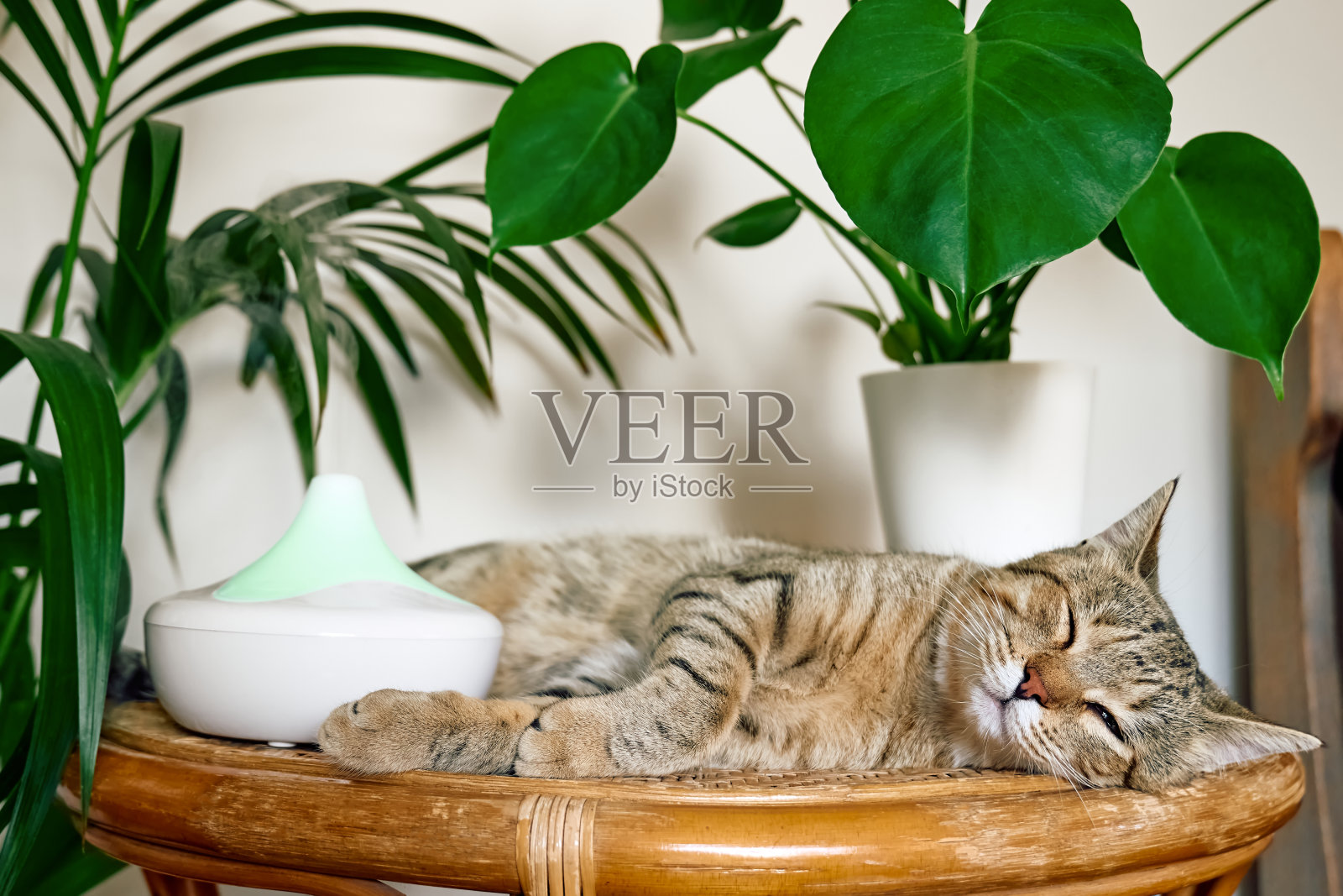 虎斑猫睡在家里的空气加湿器或精油扩散器清洁空气和汽化蒸汽到空气中。超声波技术。照顾孩子、植物和宠物的健康。照片摄影图片