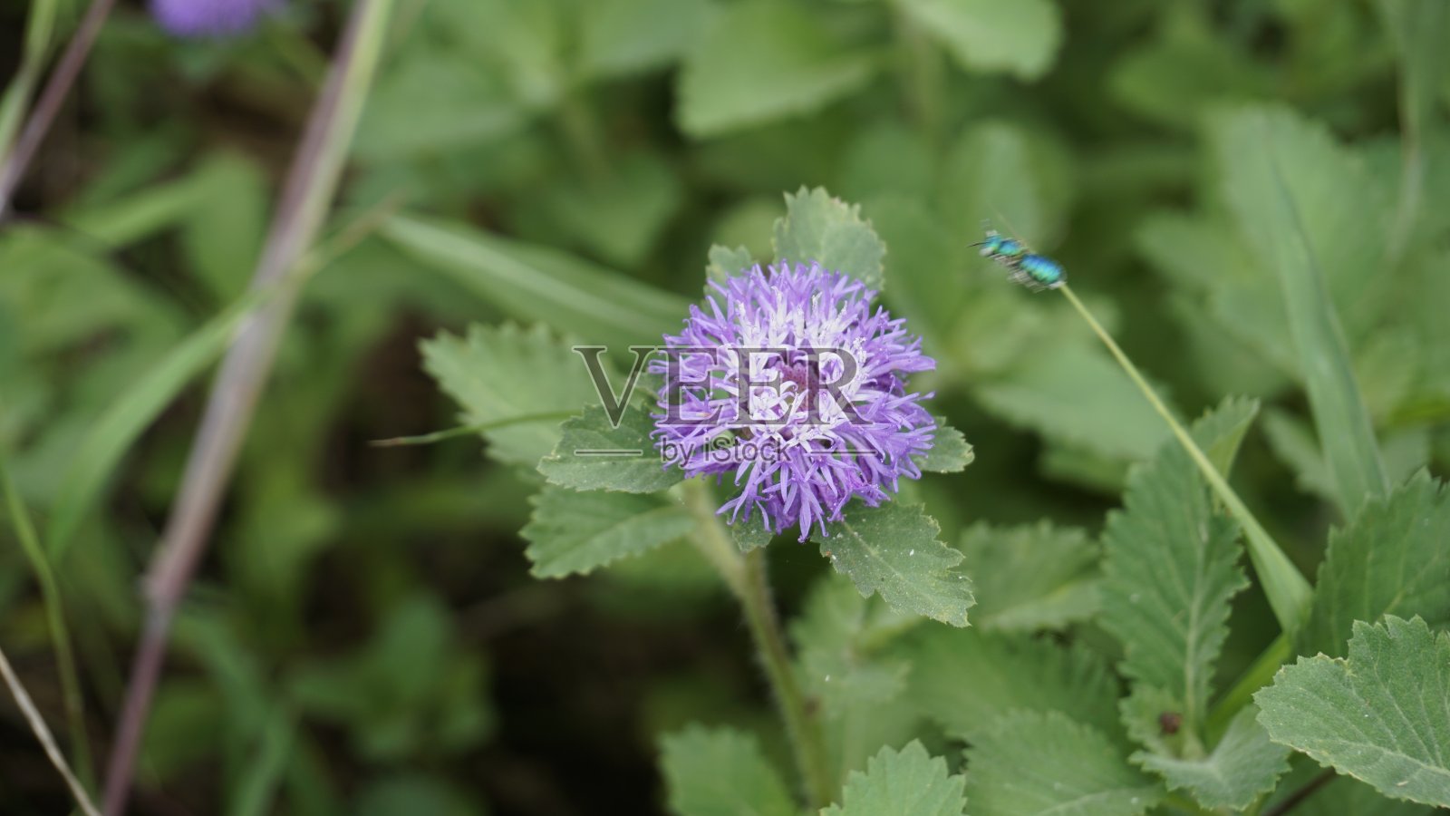 特写的美丽的花的斑点centtratherum也被称为云雀雏菊和巴西纽扣花。照片摄影图片