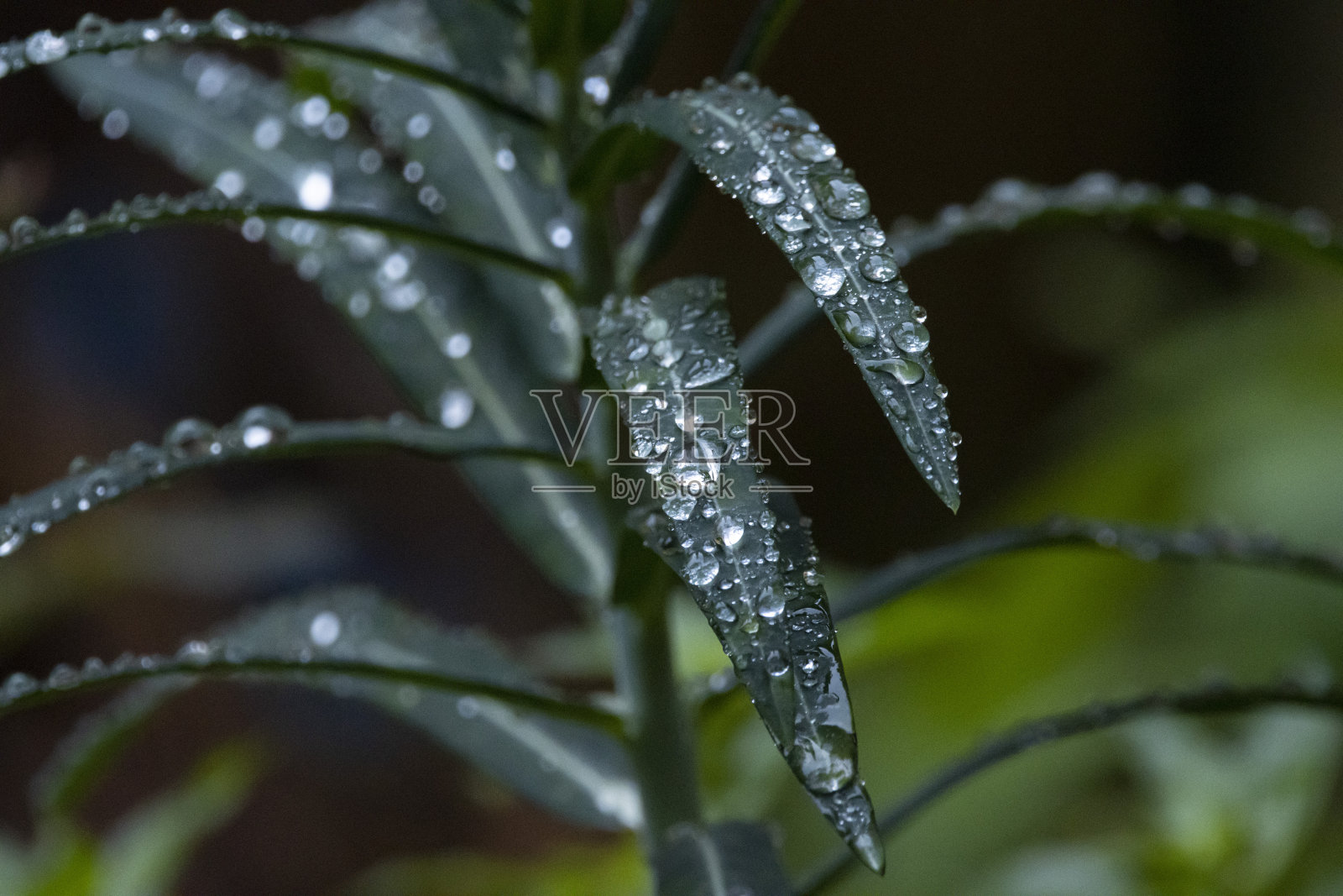 雨覆盖植物照片摄影图片