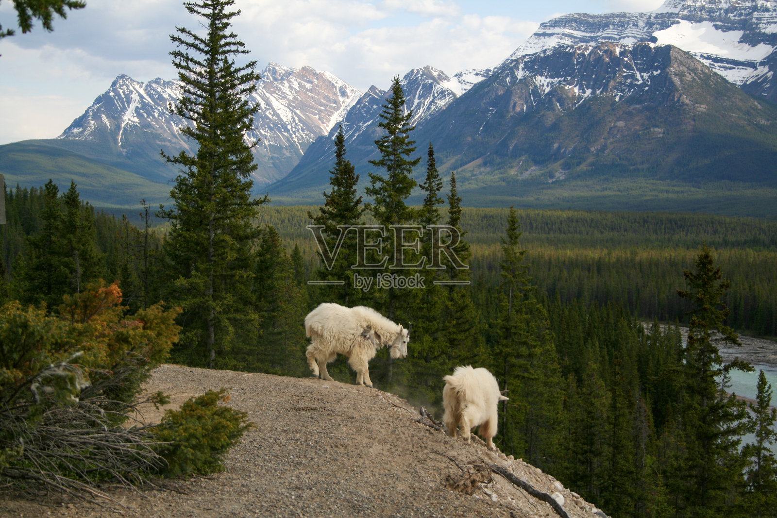 山坡上的山羊照片摄影图片