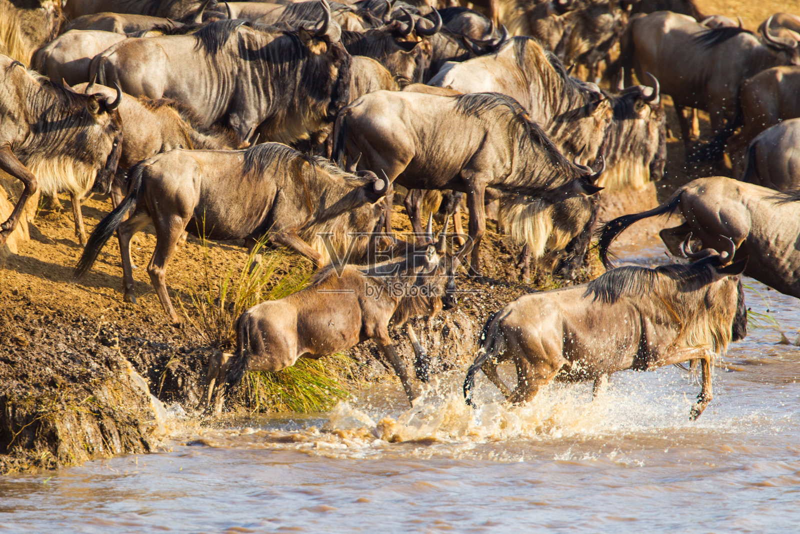 在肯尼亚,蓝色角马在一年一度的迁徙中横渡马拉河照片摄影图片