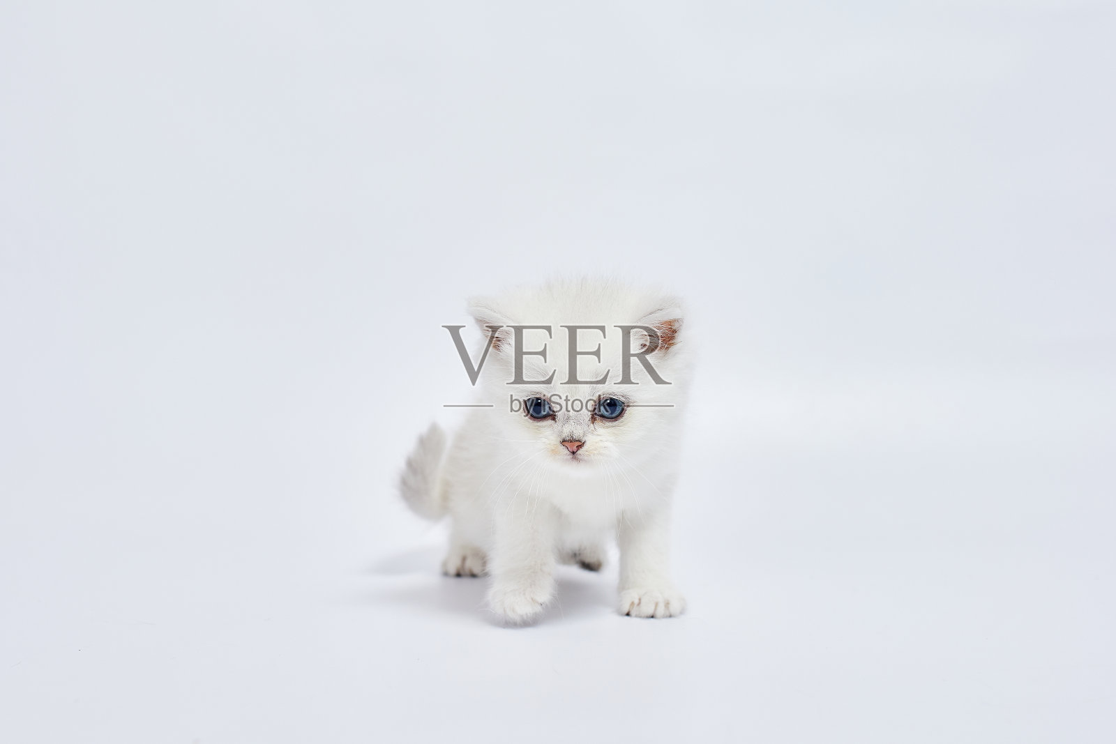 一只美丽的白色小猫,白色背景上的英国银栗鼠照片摄影图片