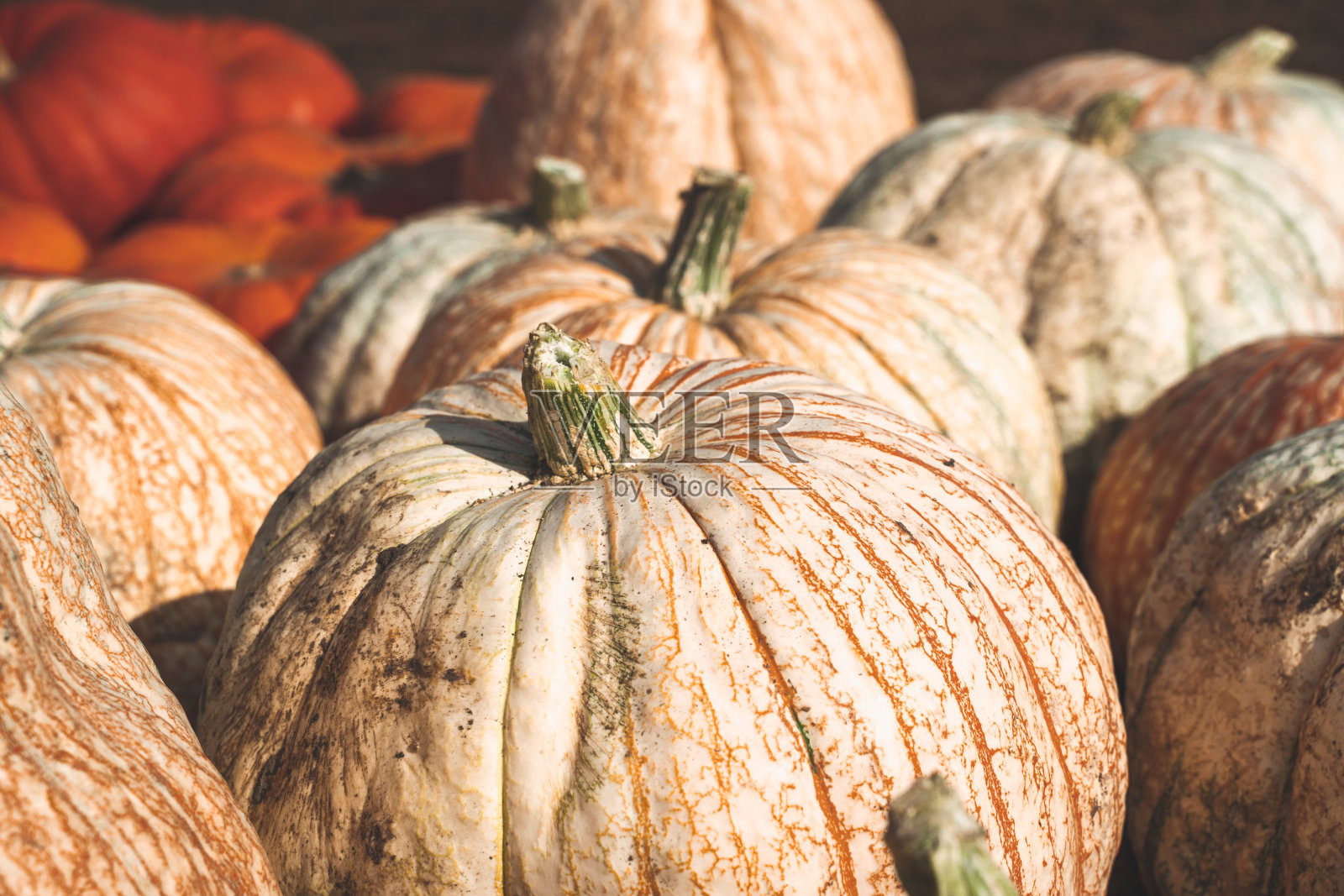 在南瓜地里的彩色装饰南瓜,对于秋天的项目和背景很有用照片摄影图片