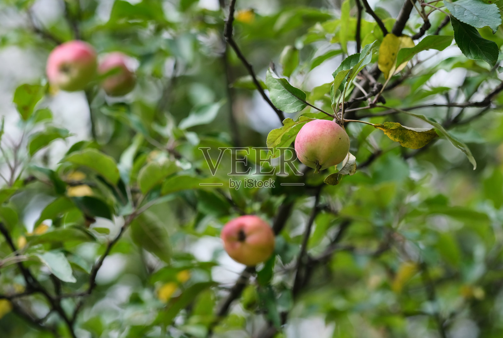 红苹果分支照片摄影图片