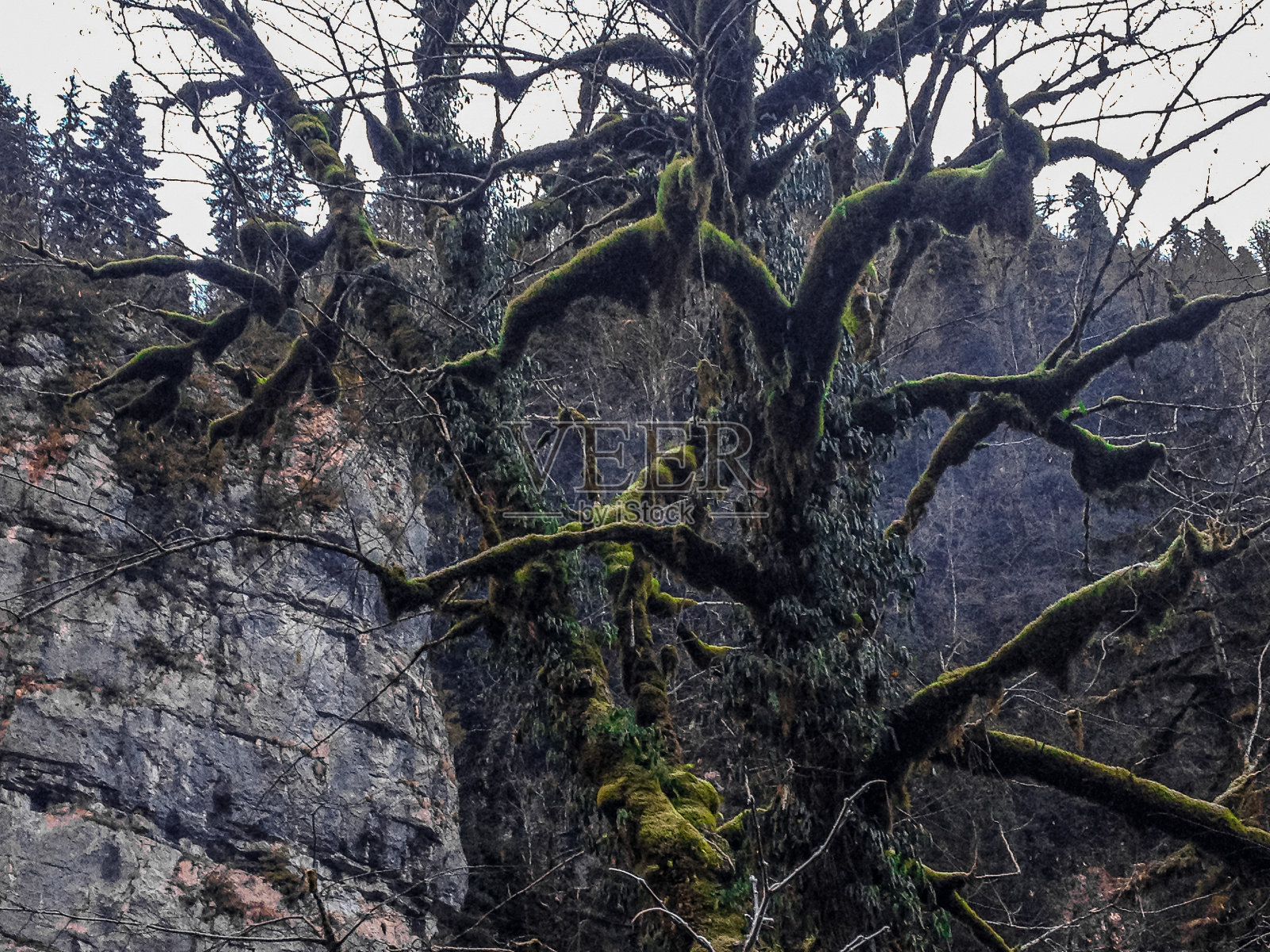 悲观的树照片摄影图片