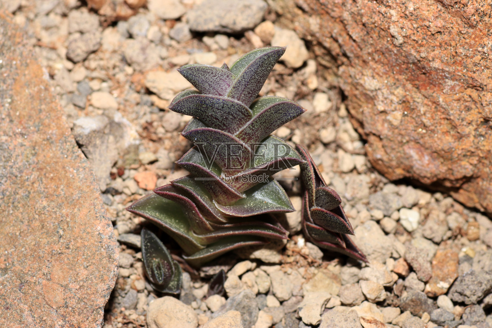 美丽的紫绒草生长在岩石中照片摄影图片