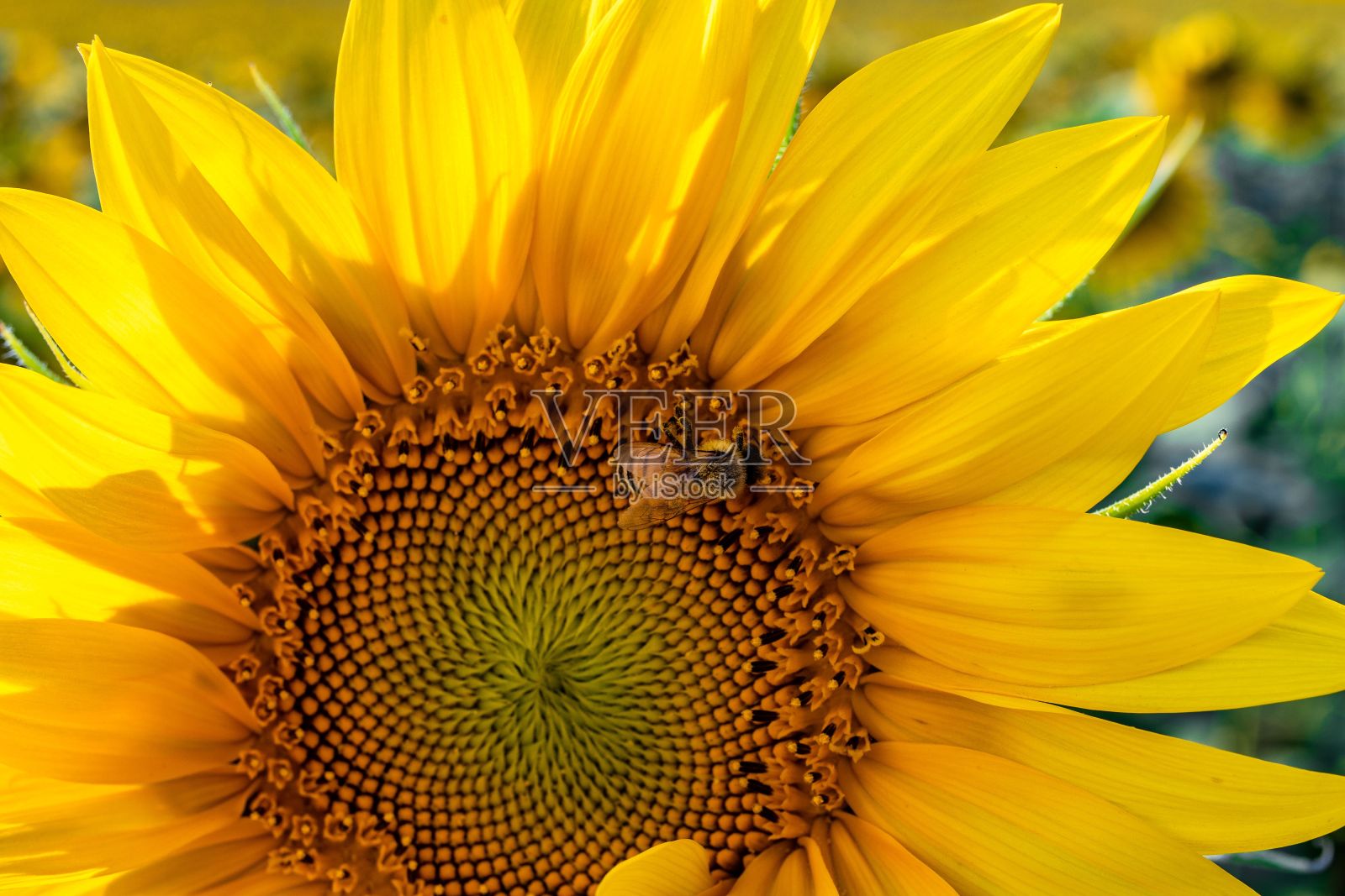 向日葵的特写,上面有一只蜜蜂,适合做墙纸照片摄影图片