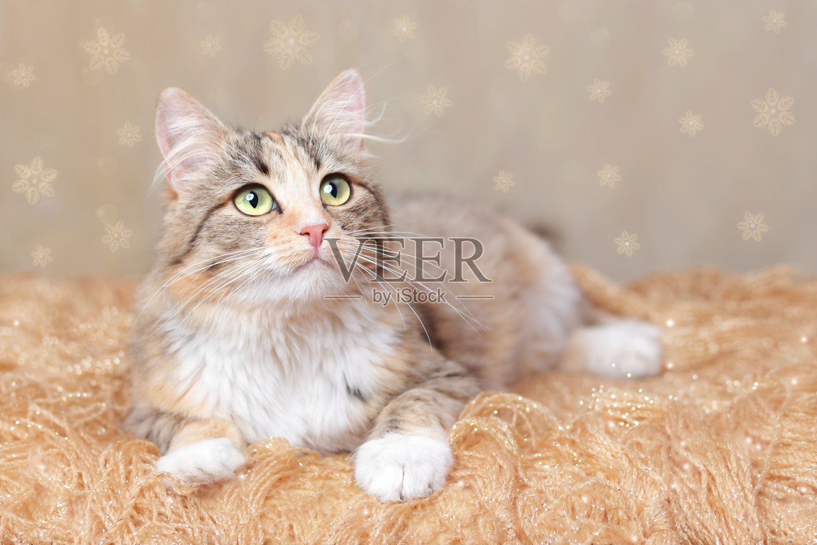 猫躺在美丽的黄色背景上。文本。猫在橙色的毯子上休息。可爱的猫看向别处。小猫有绿色的大眼睛特写。宠物。漂亮的小猫。没有人照片摄影图片