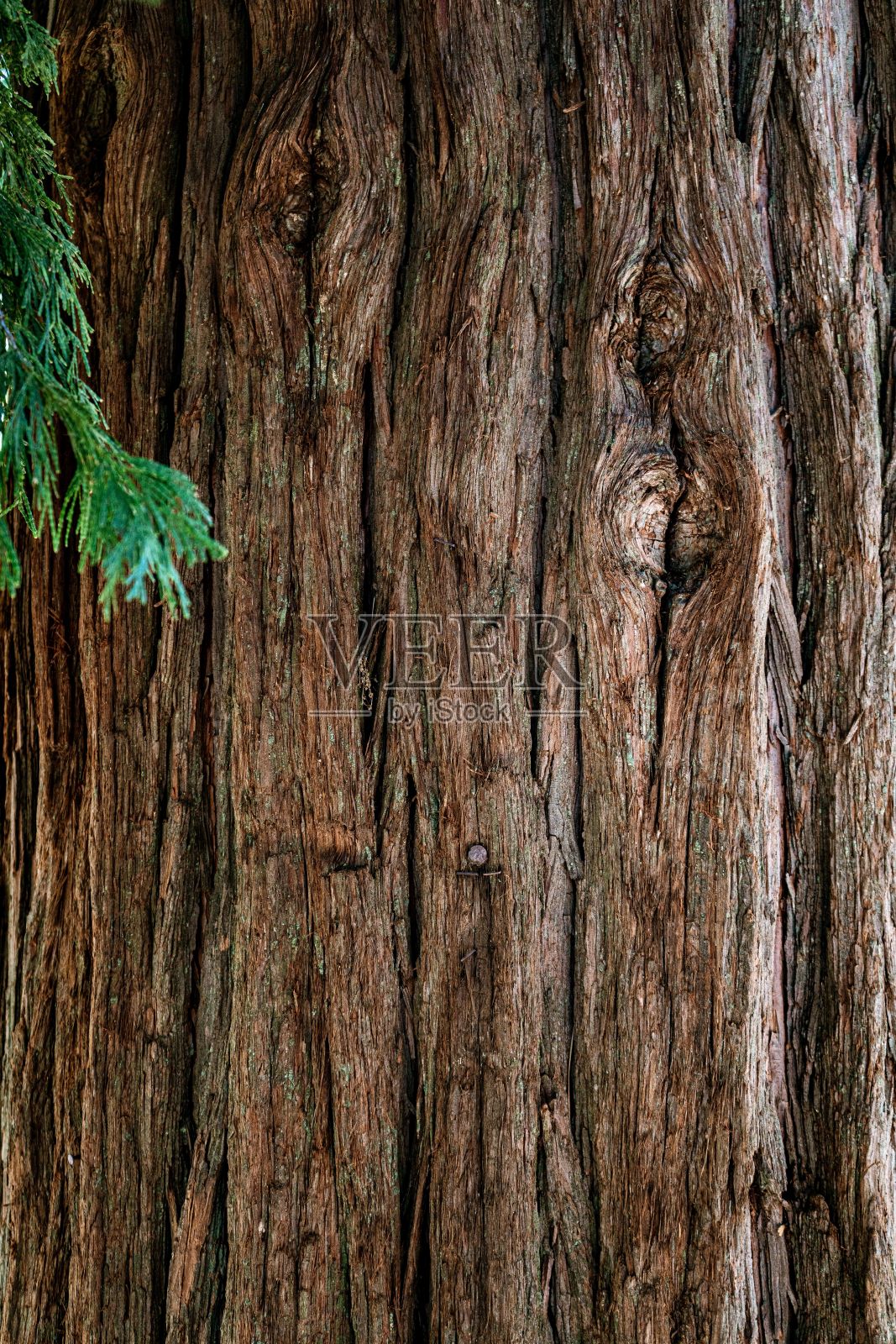 树木和树林,大熊,加州照片摄影图片