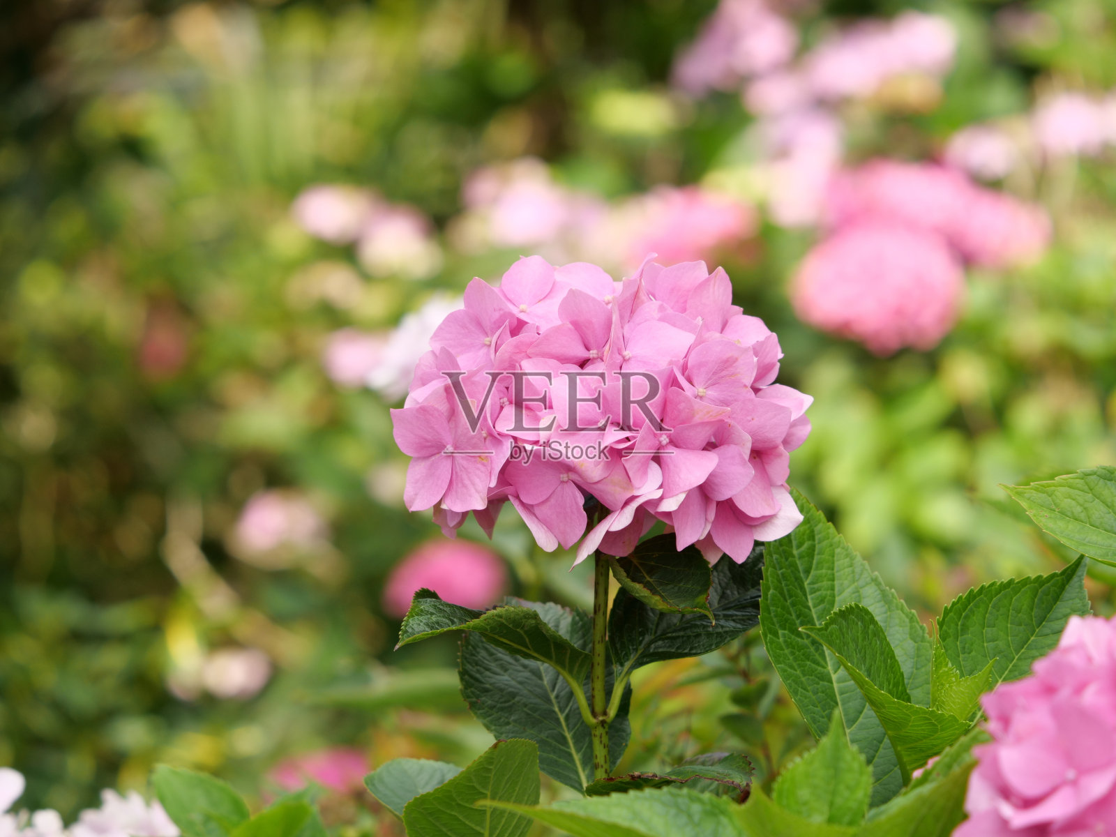 白天拍摄的花园绣球花特写照片摄影图片