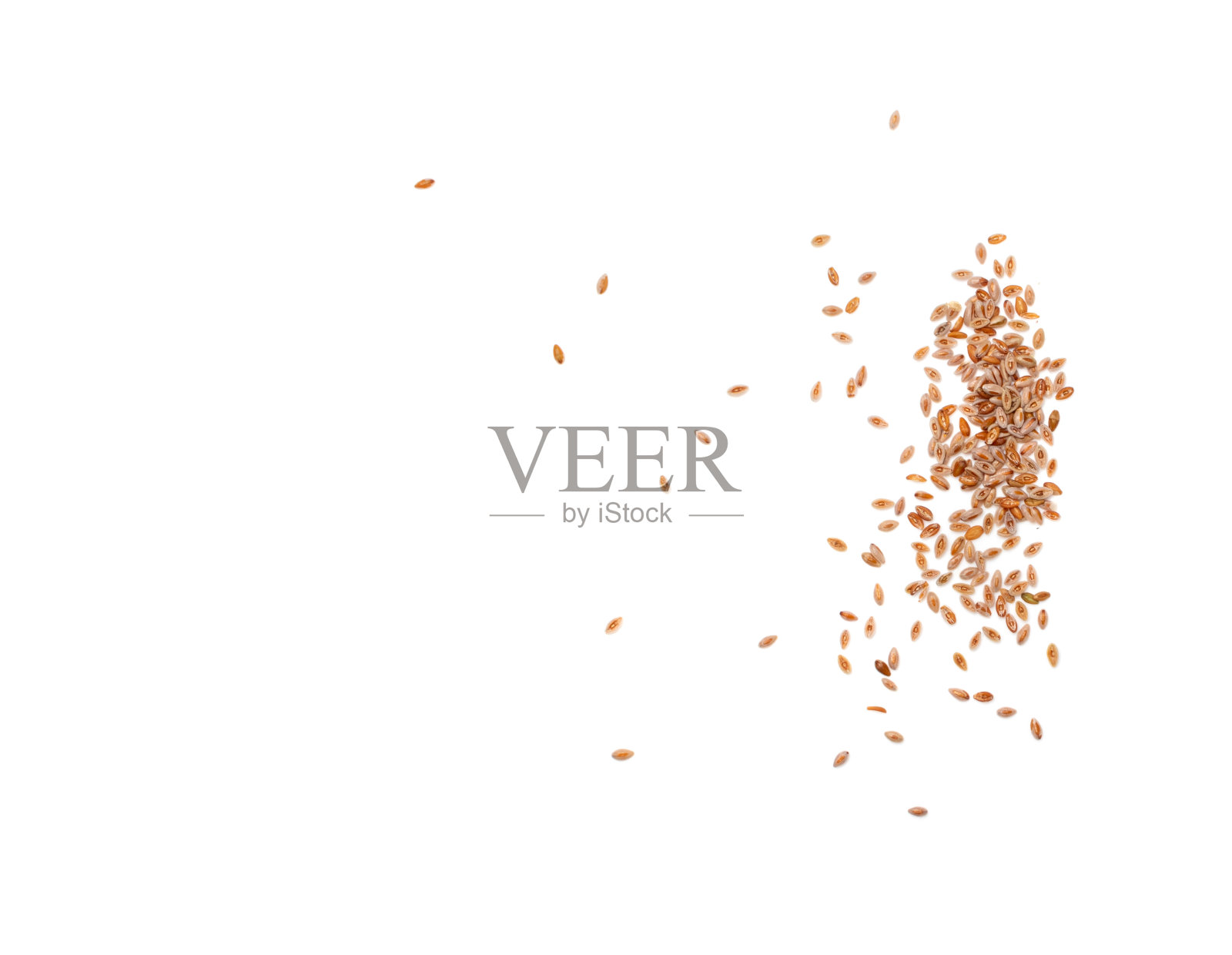 车前草种子分离,车前草皮,车前草照片摄影图片