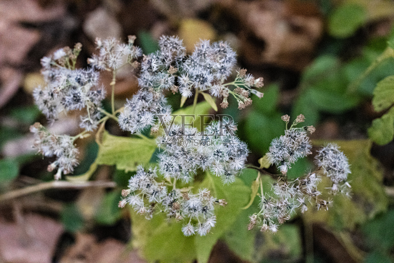 白色和黑色的花籽照片摄影图片