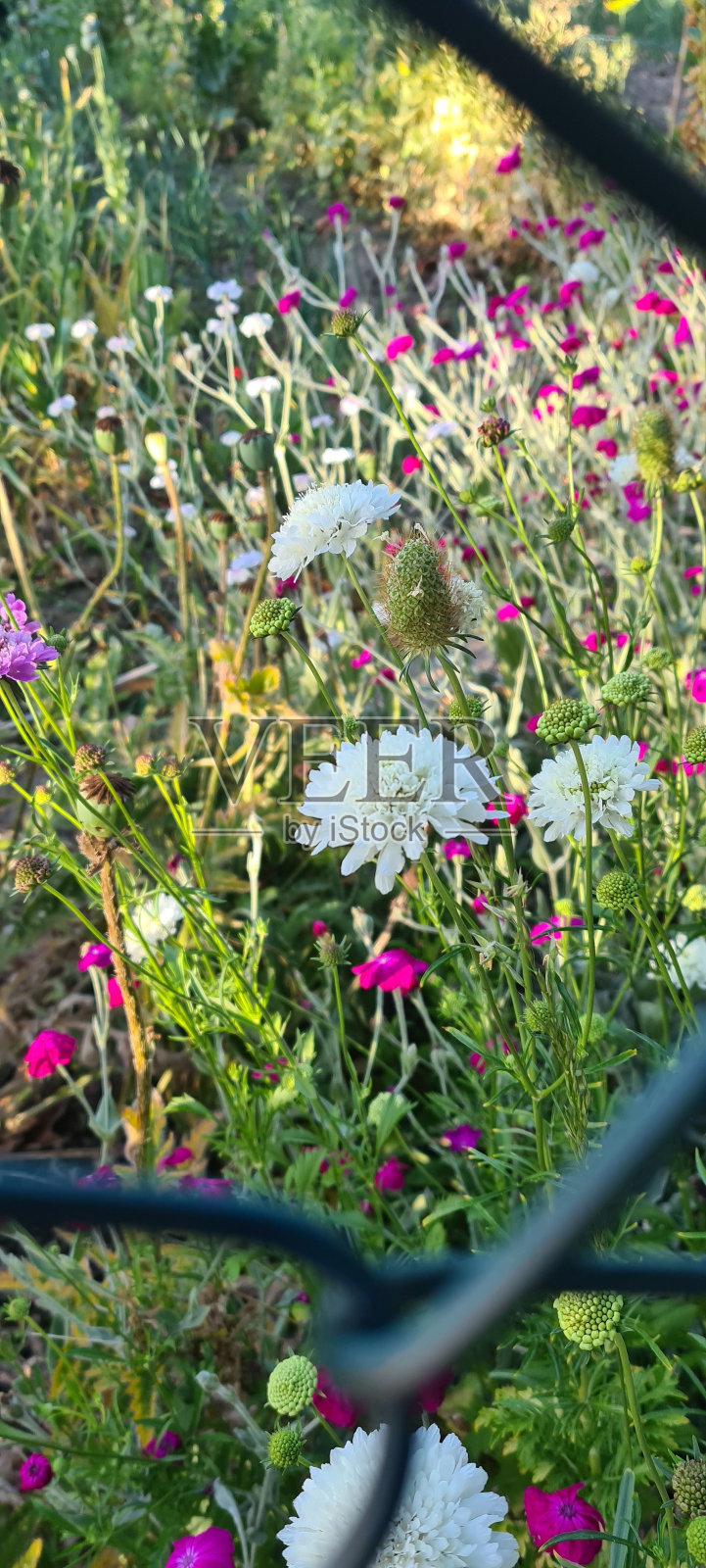 垂直拍摄的白色刺皮草花种与小粉红色花在阳光下照片摄影图片