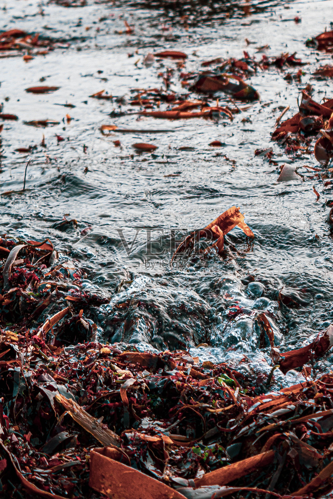 垂直拍摄的橙色排泄物在水海岸表面照片摄影图片