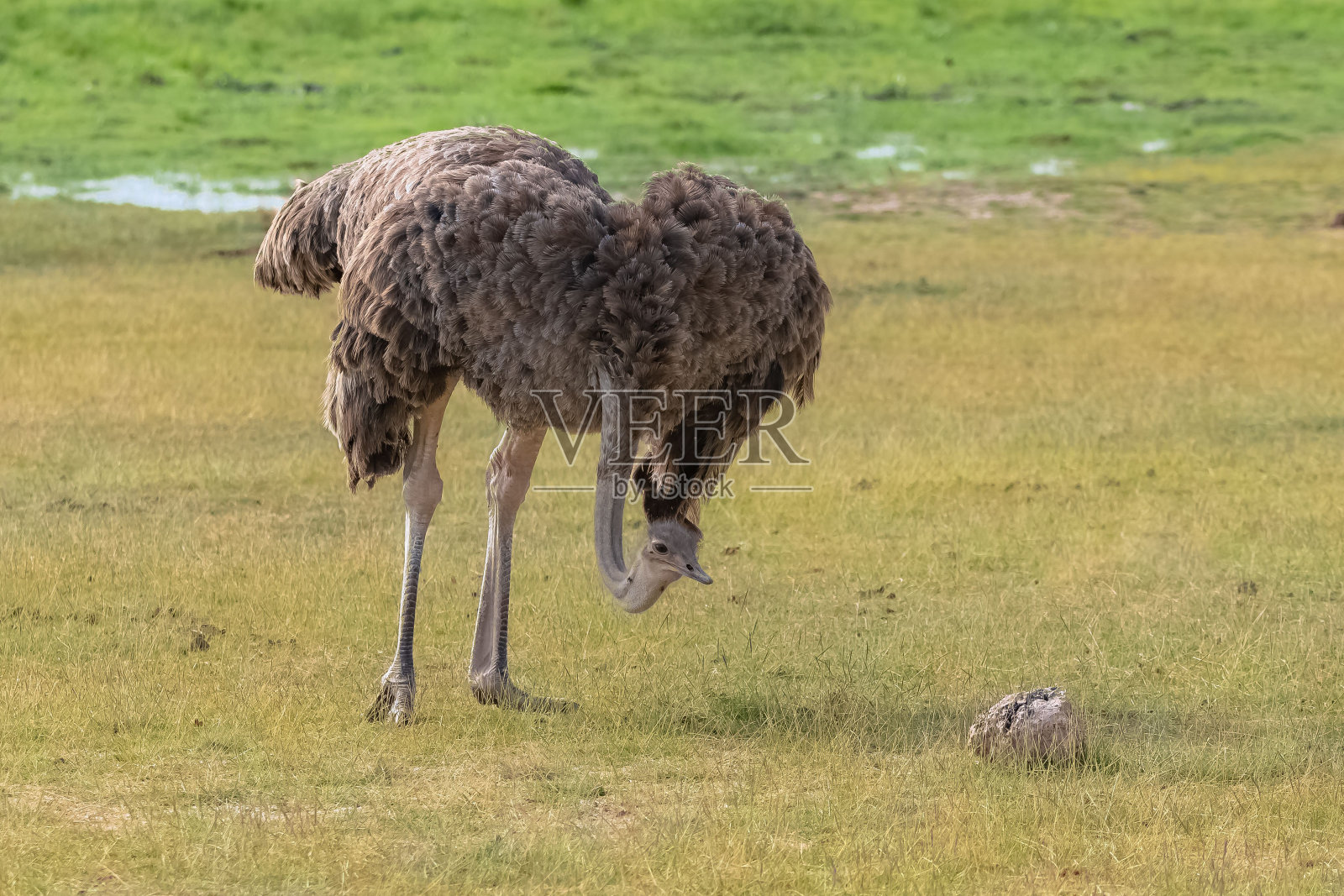 非洲常见鸵鸟,雌性照片摄影图片