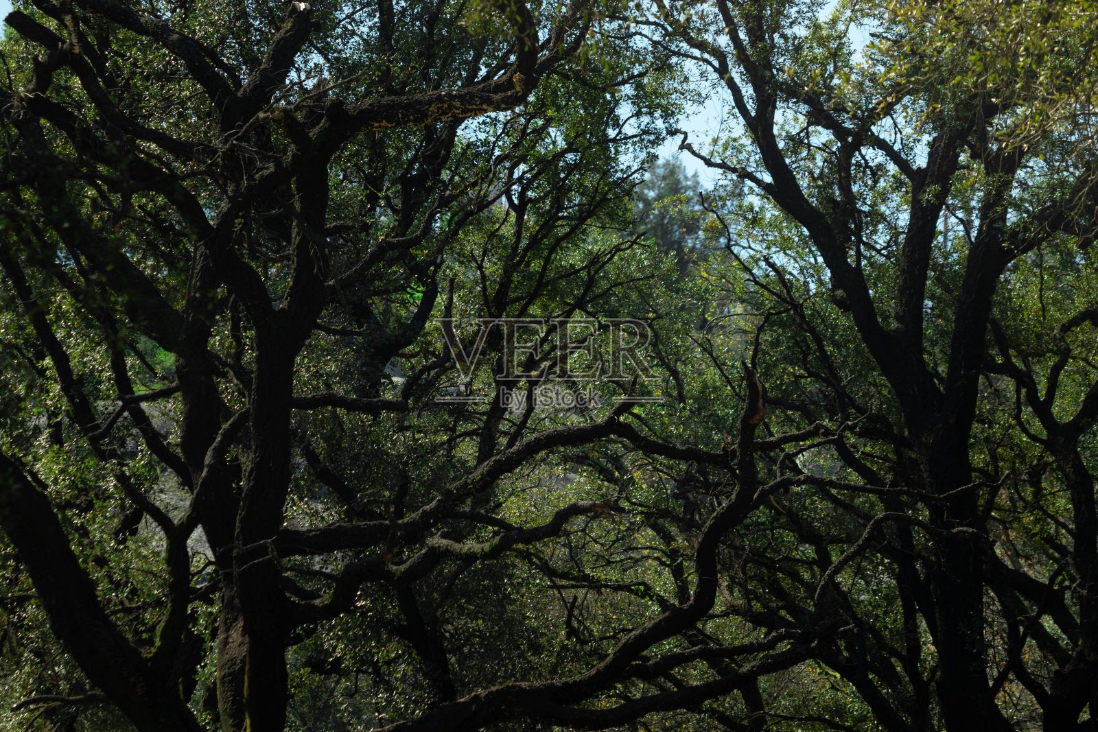 花园里的蓝天下,美丽的橡树枝繁叶茂盛照片摄影图片