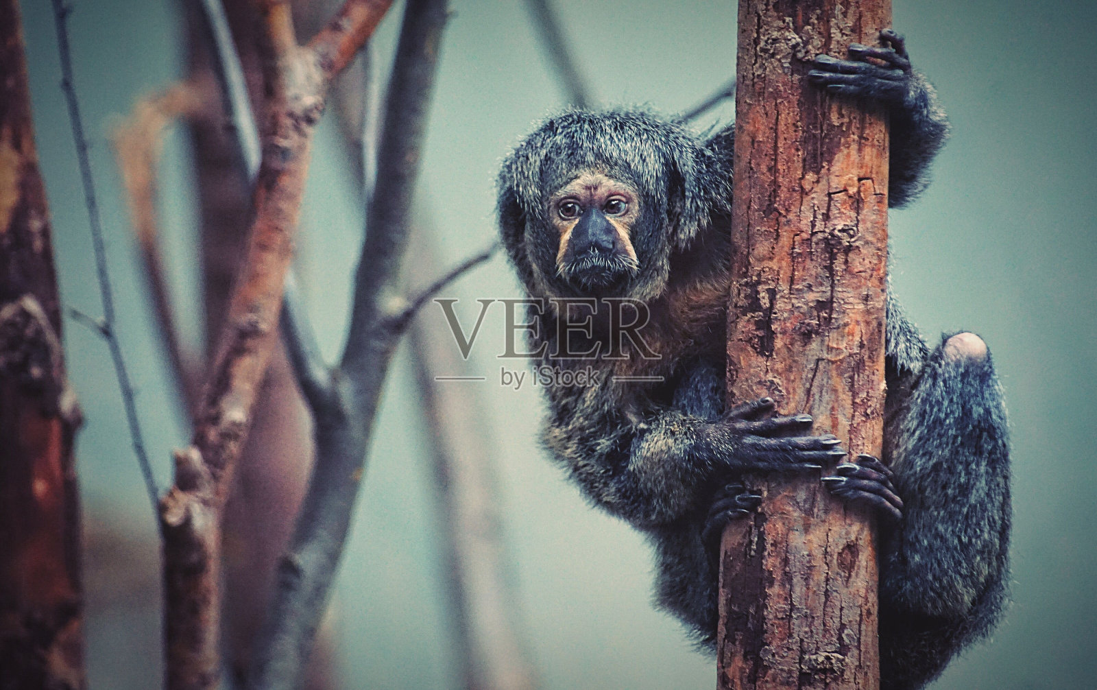 在一根树枝上玩耍照片摄影图片